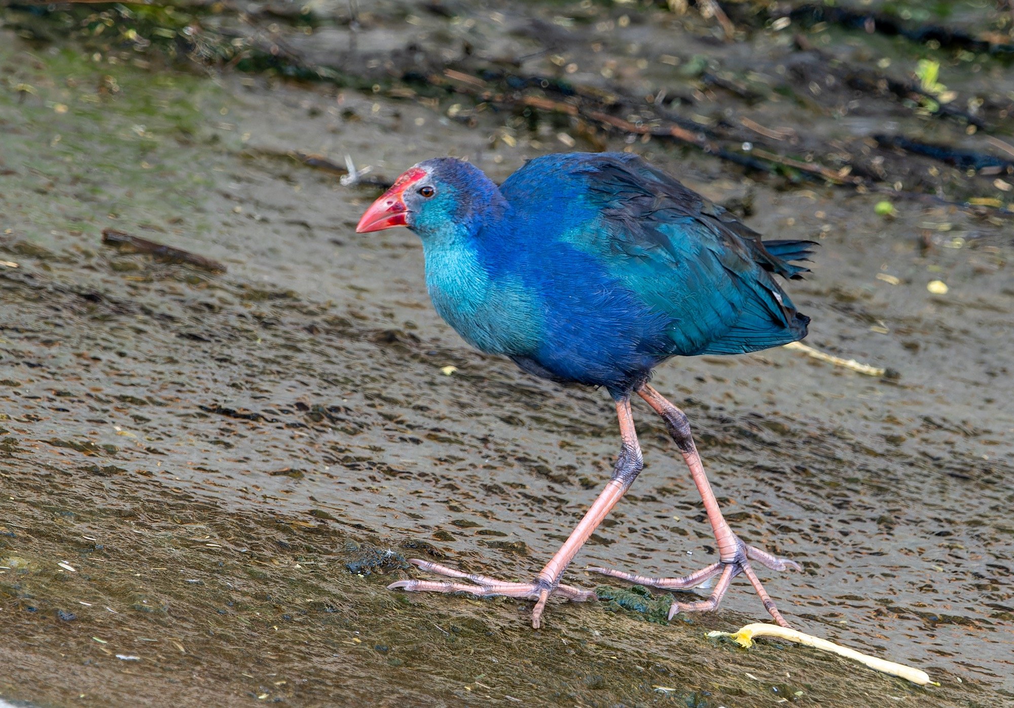 Grey-headed Swamphen