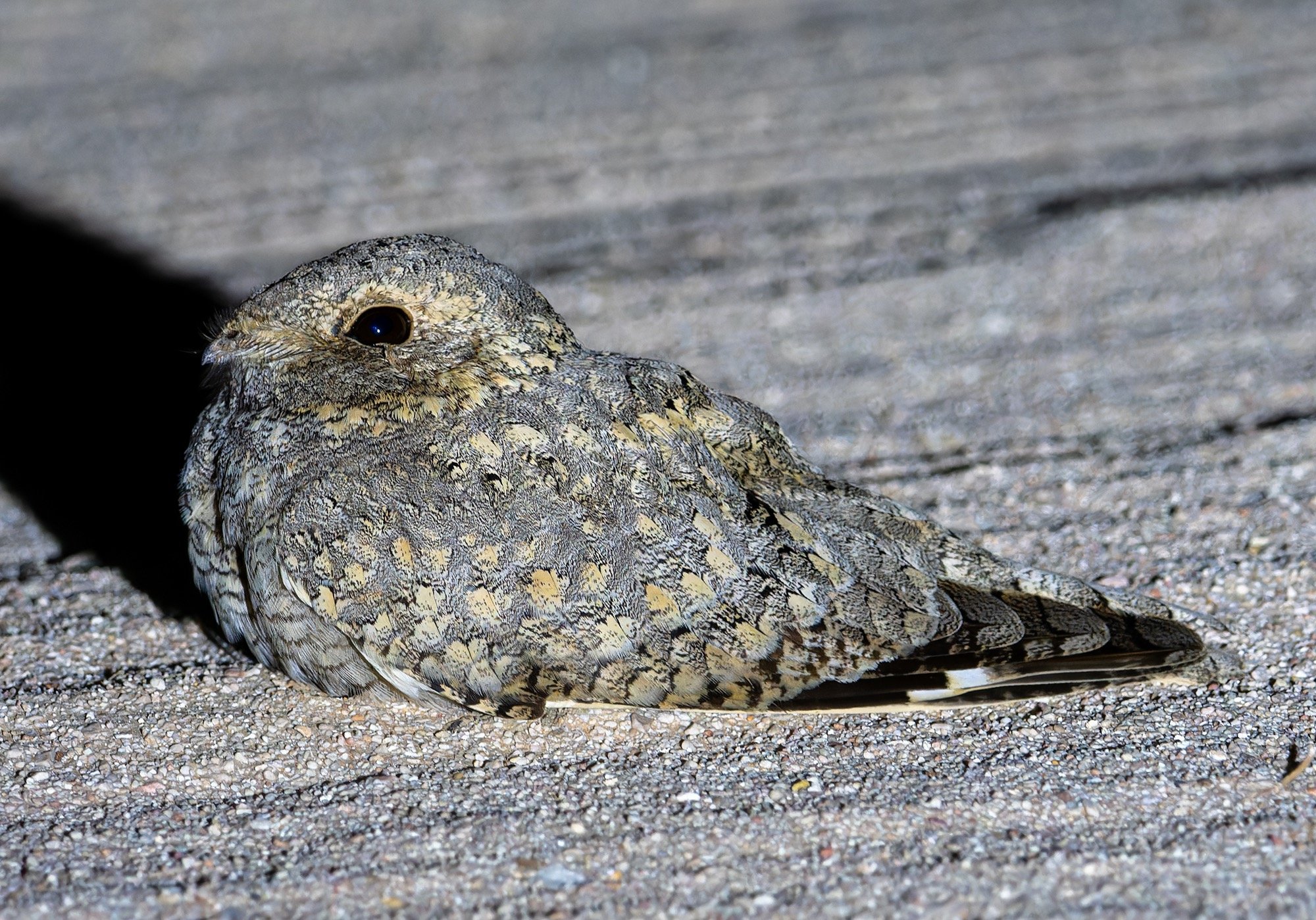 Sykes's Nightjar