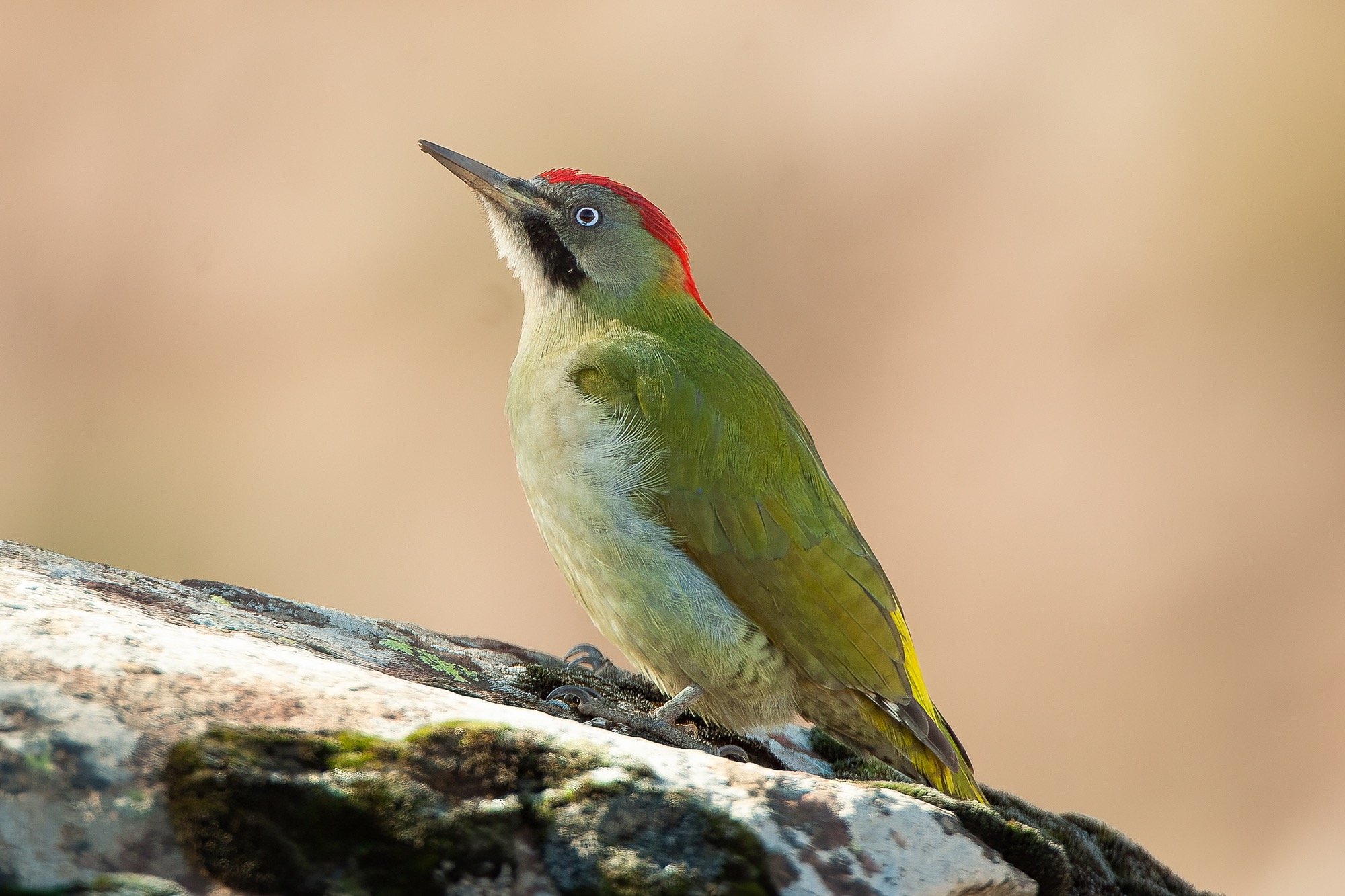 Levaillant's Woodpecker
