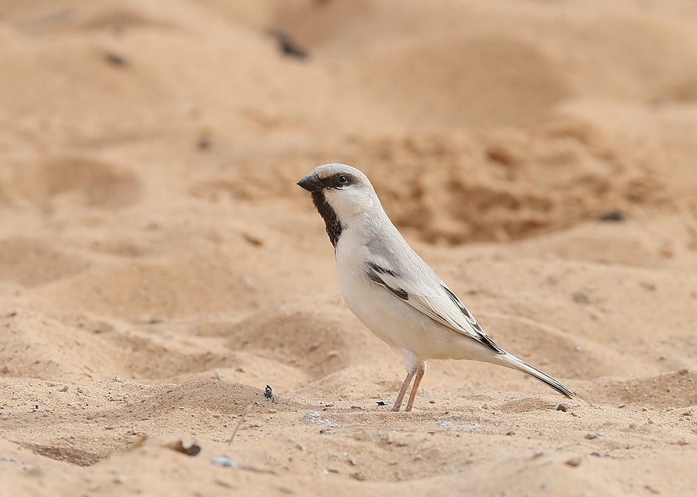 Desert Sparrow