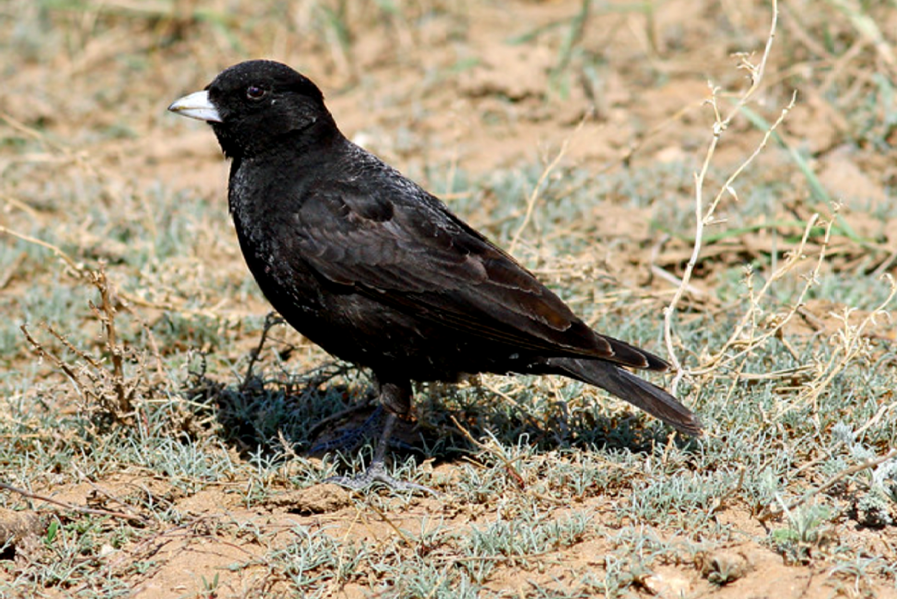 Black Lark