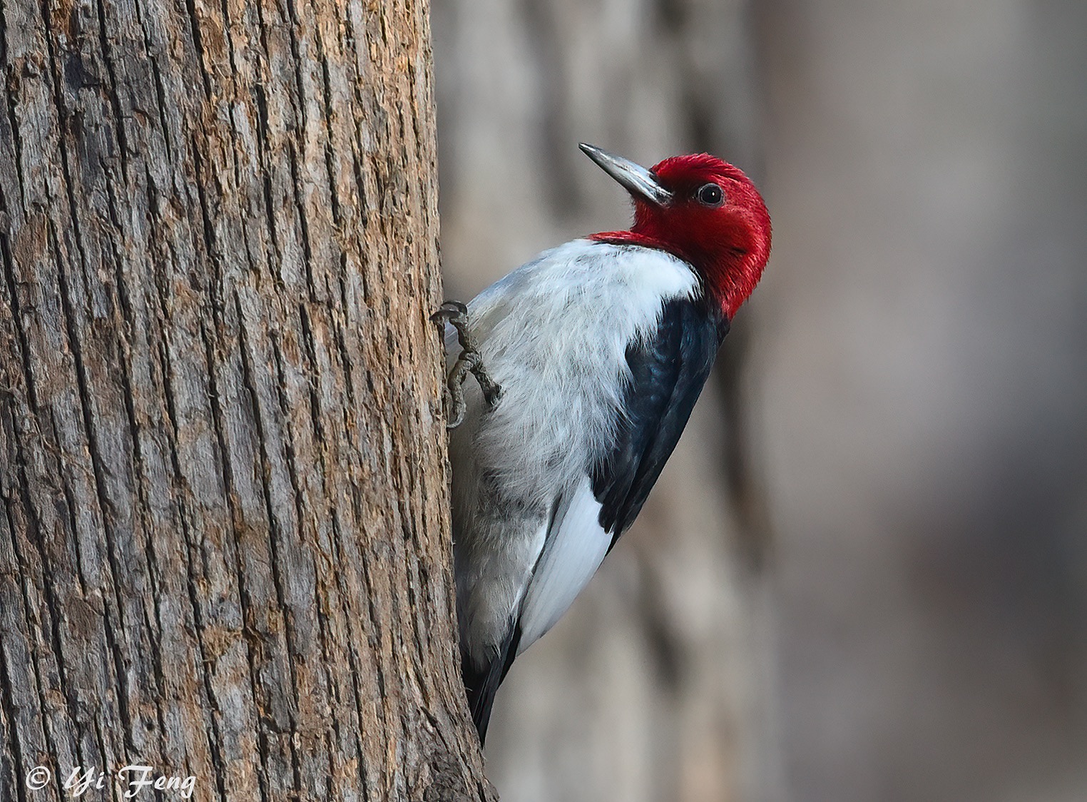 Red-headed Woodpecker