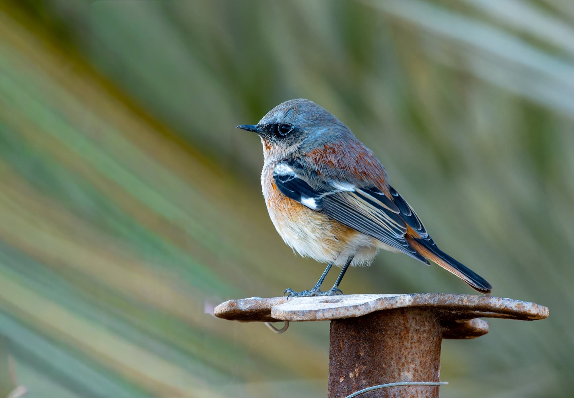 rufous-backed redstart