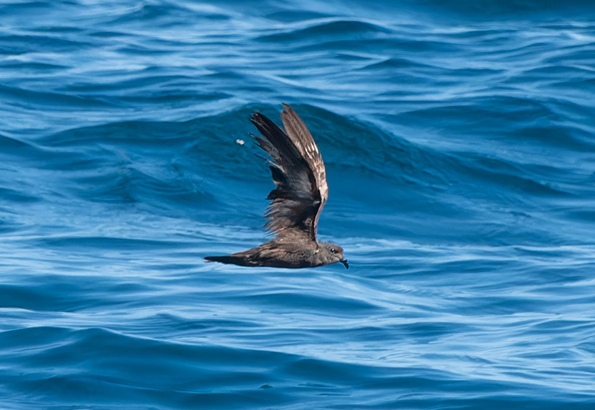 swinhoe's storm petrel