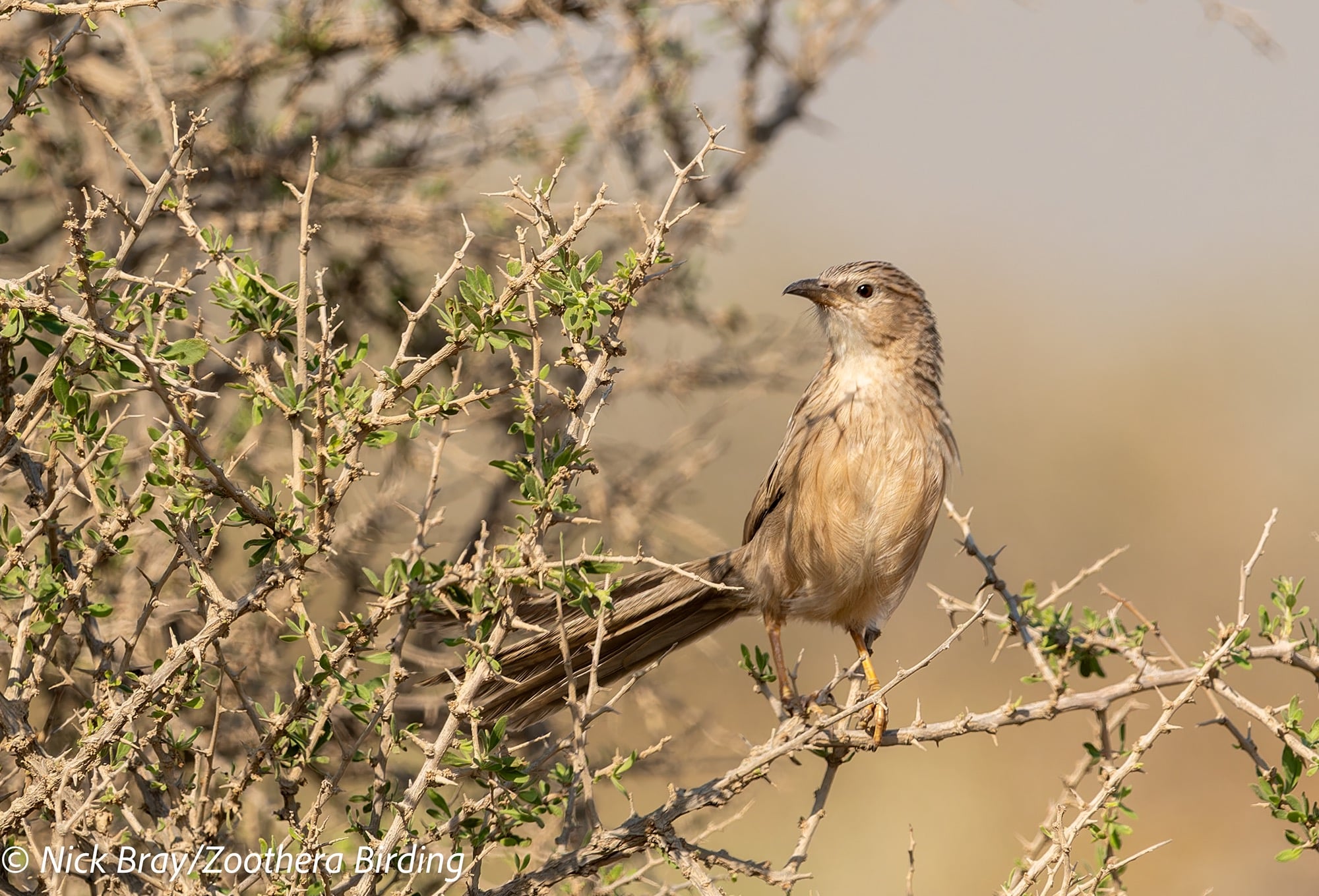afghan babbler