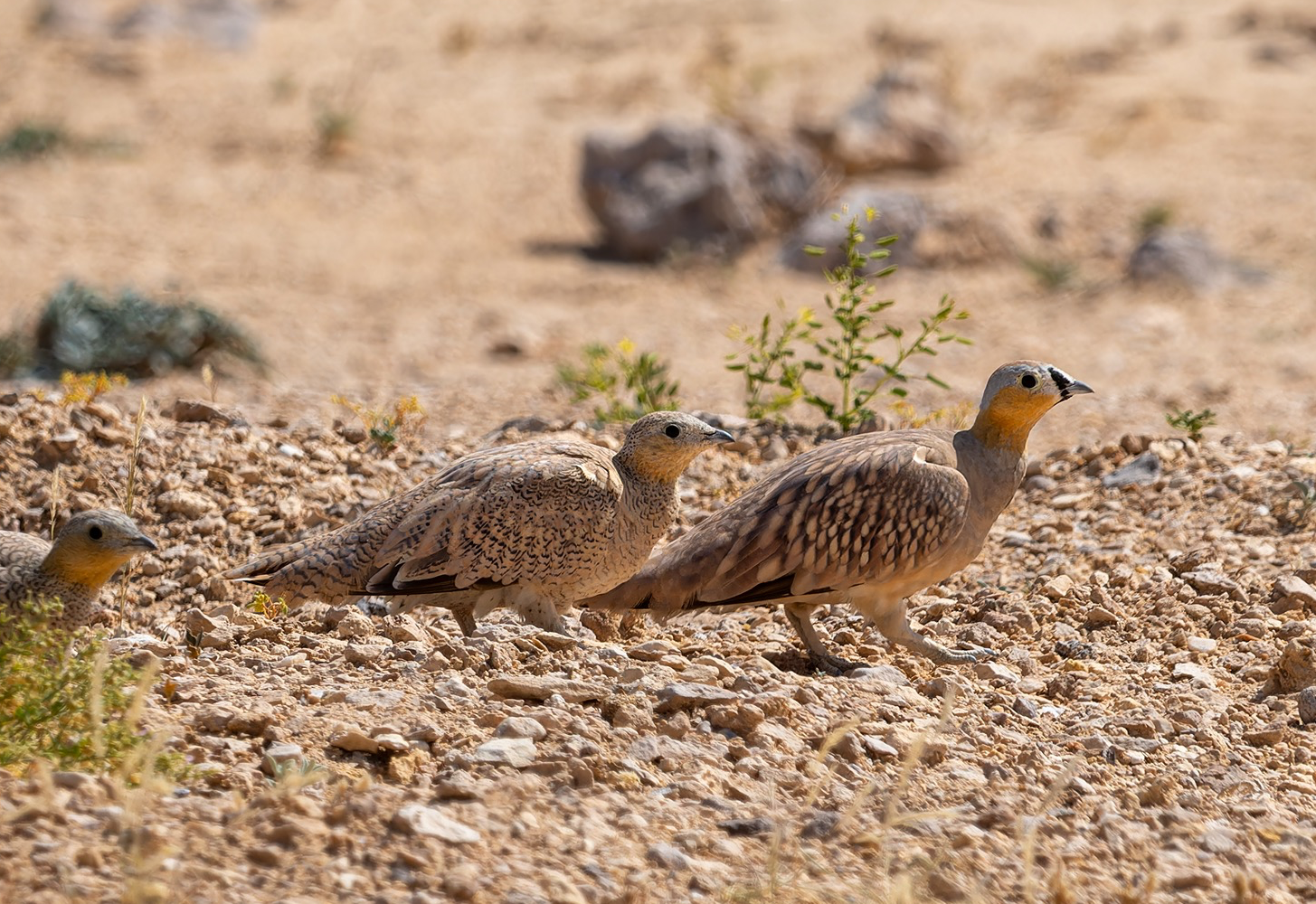 Crowned Sandgrouse