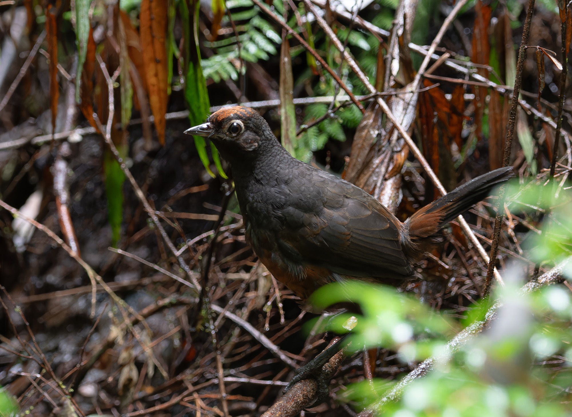 Black-throated Huet-Huet