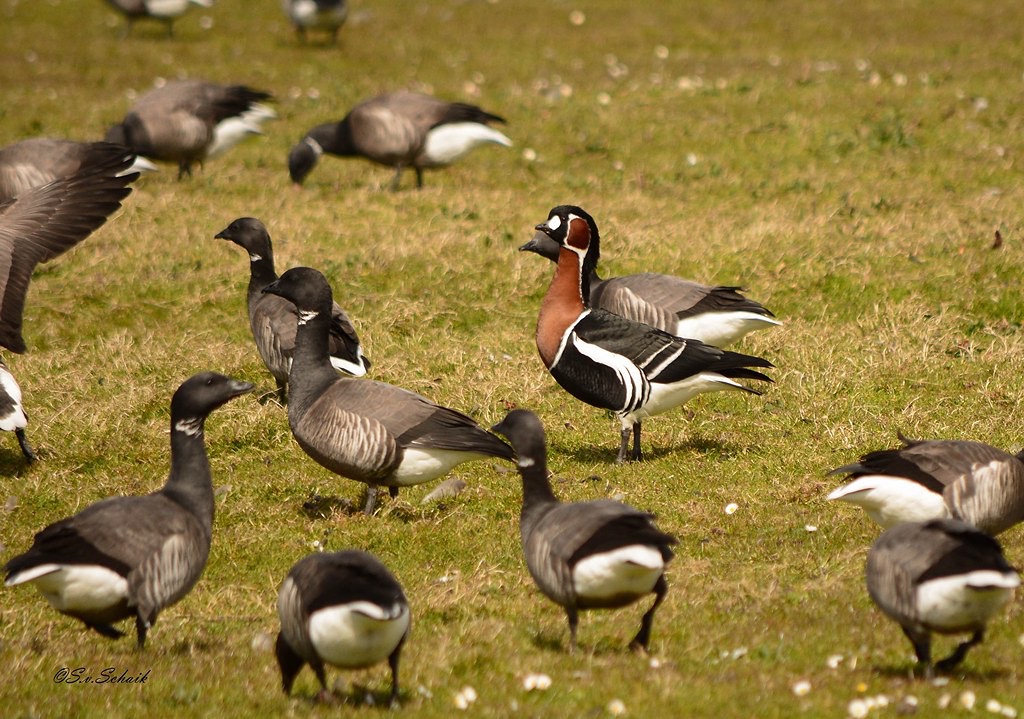 RED-BREASTED GOOSE