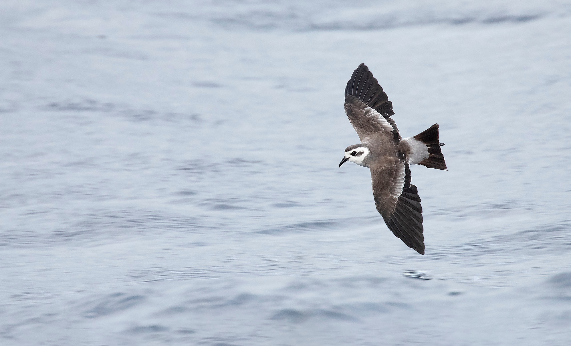 White-faced Storm Petrel