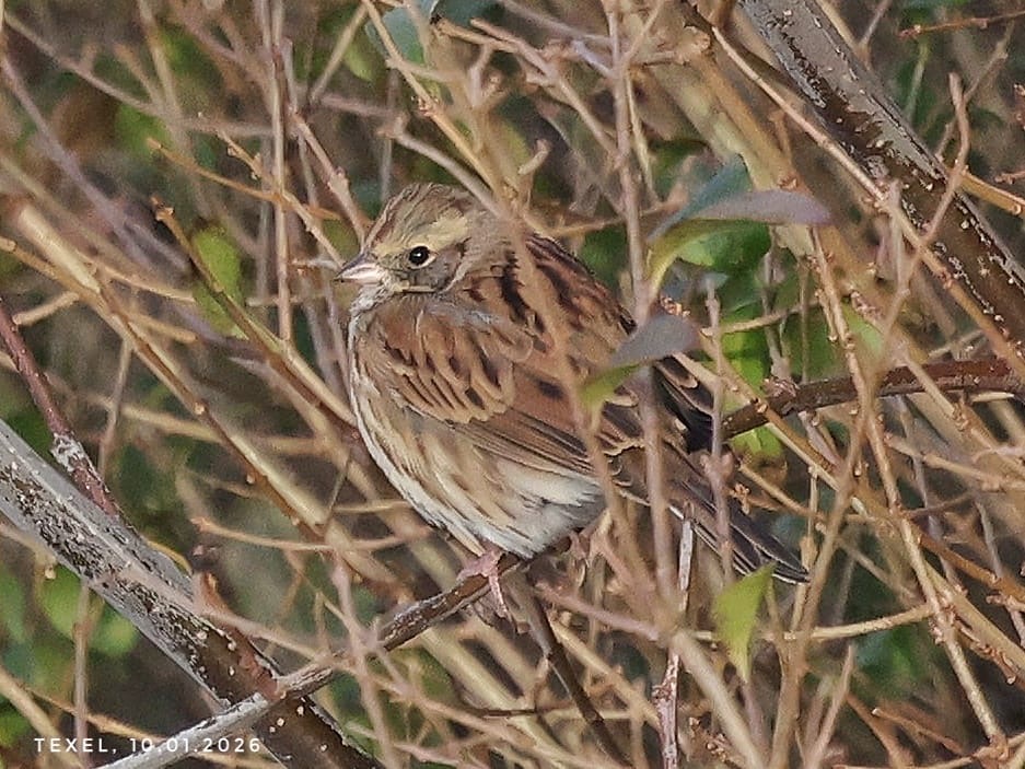Black-faced Bunting