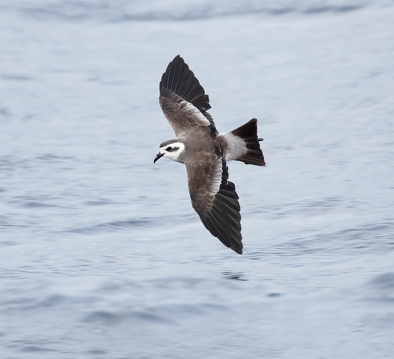 white-faced storm petrel