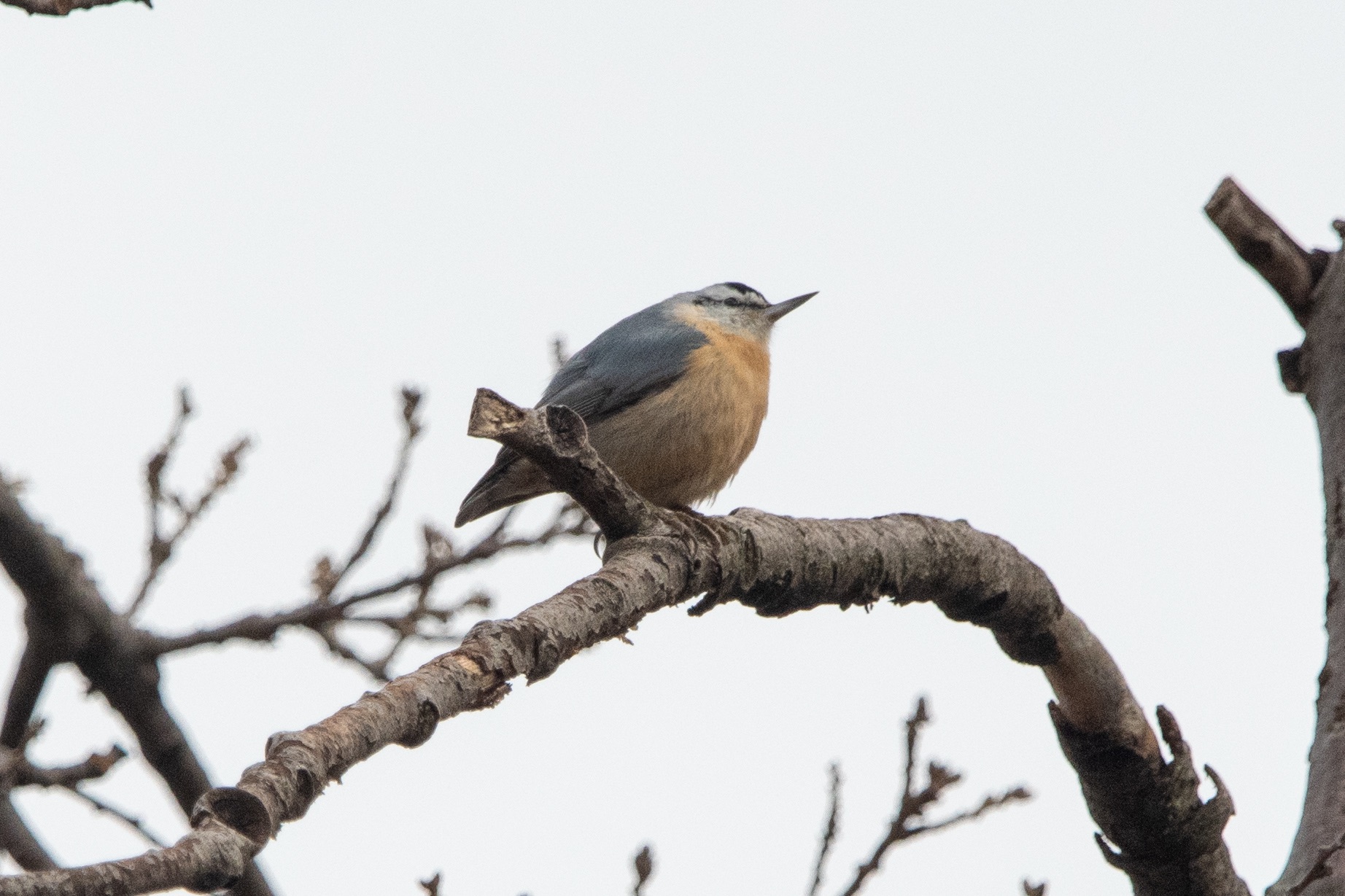 Algerian Nuthatch