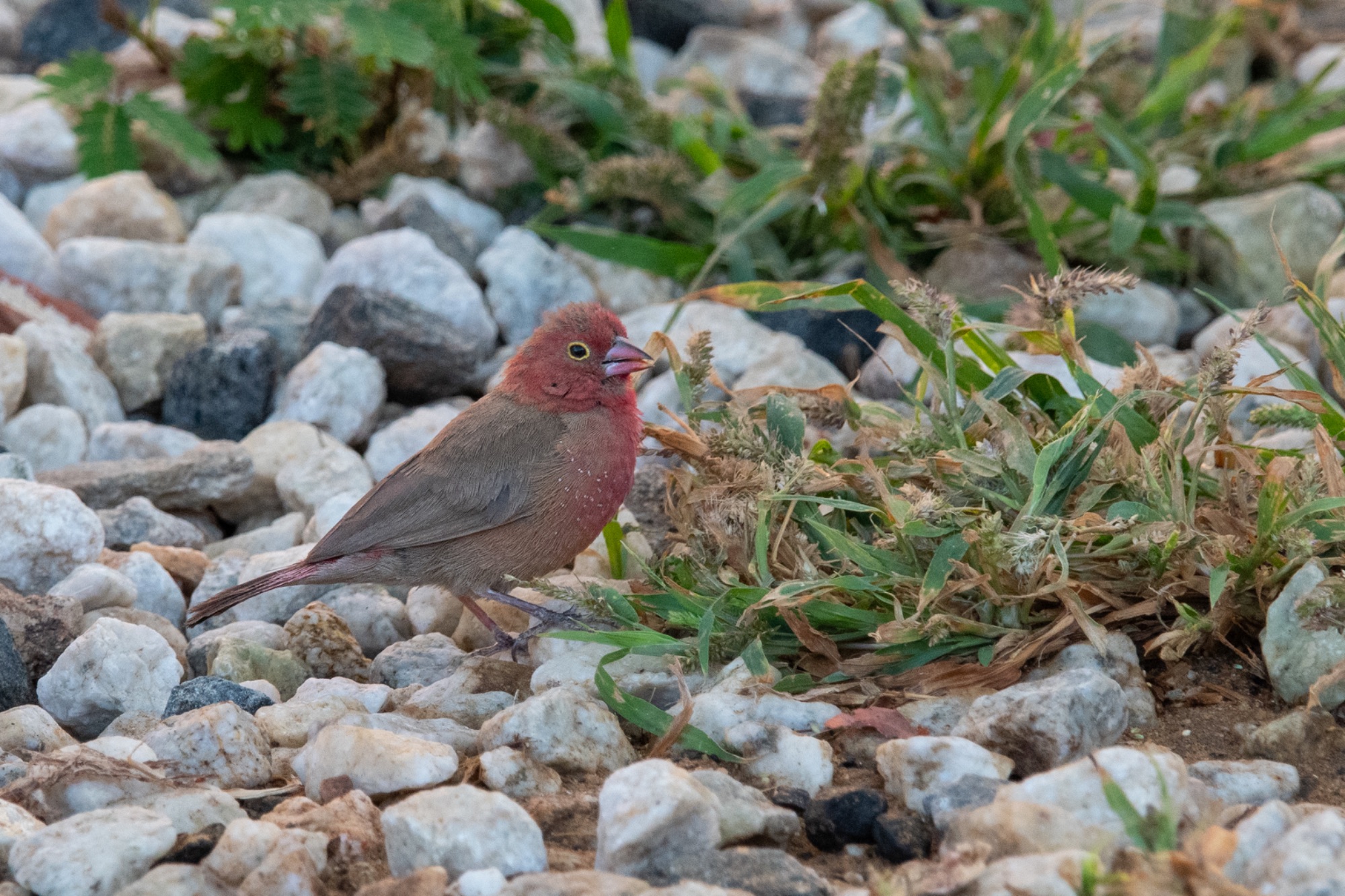 Red-billed Firefinch