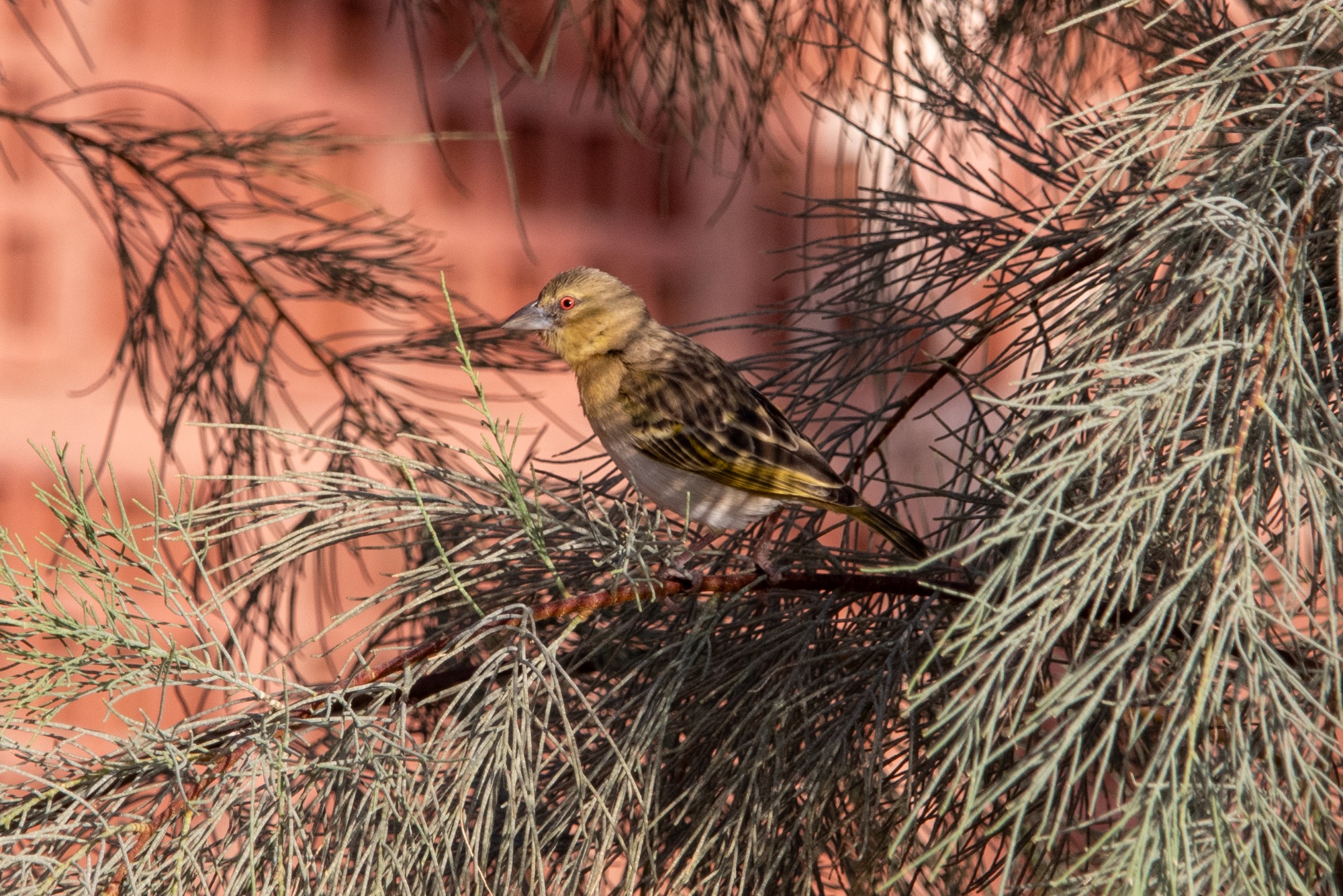 Vitelline Masked Weaver