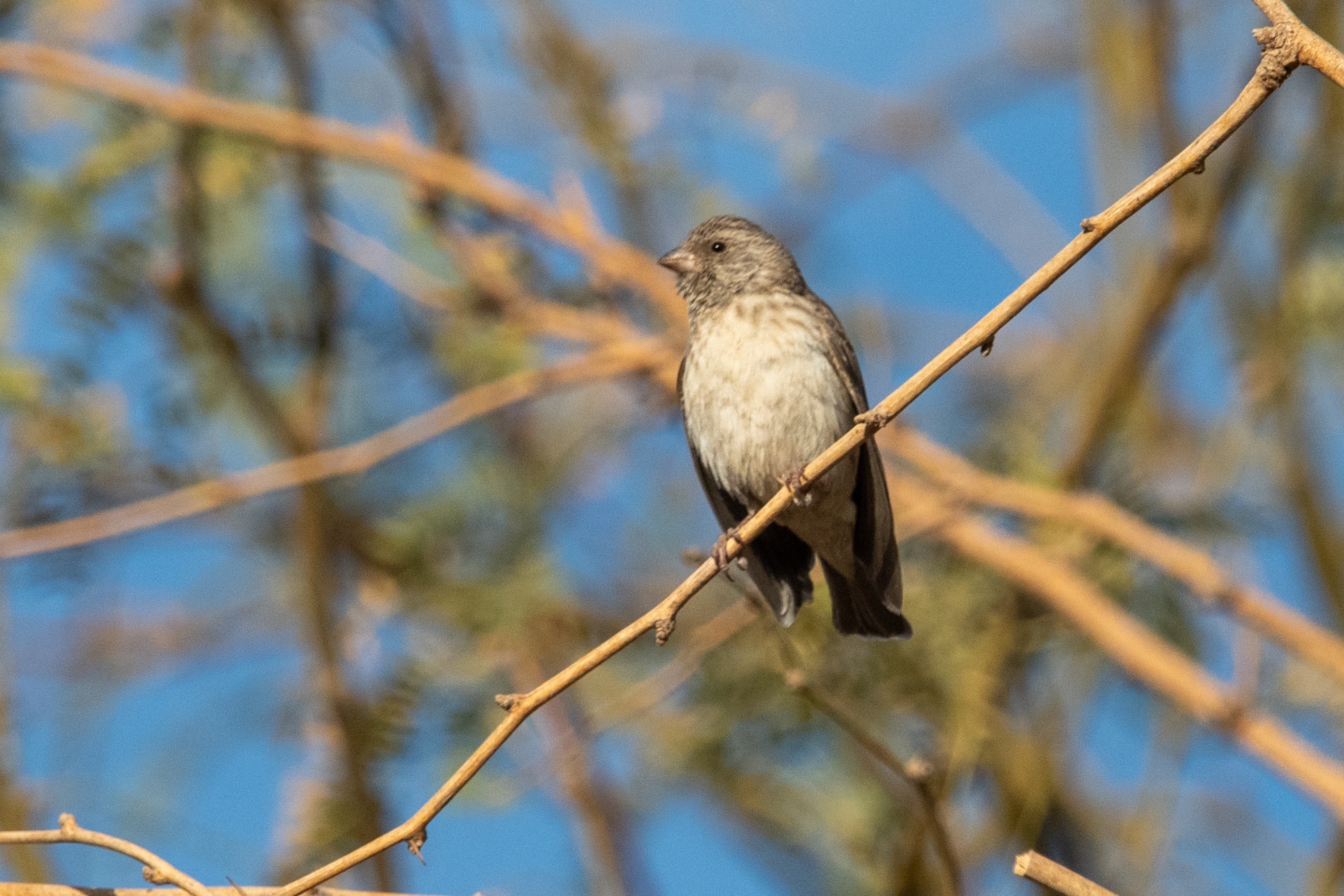 White-rumped Seedeater