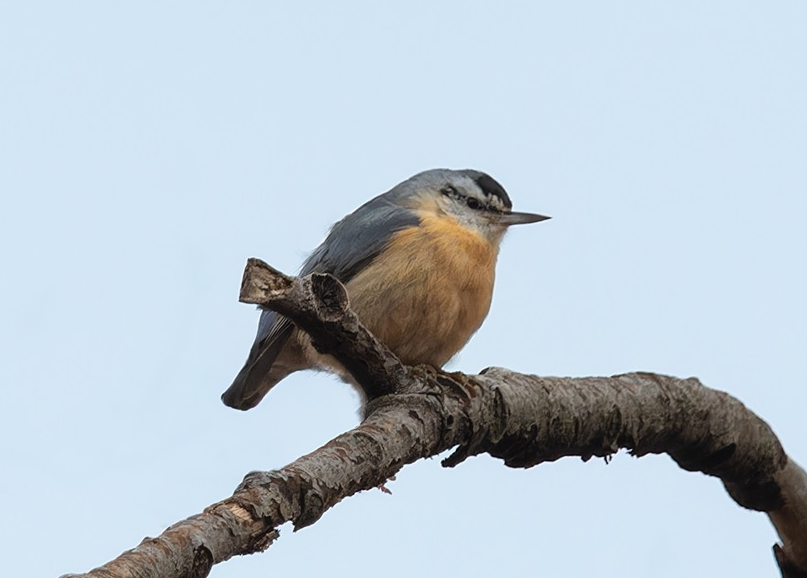 algerian nuthatch