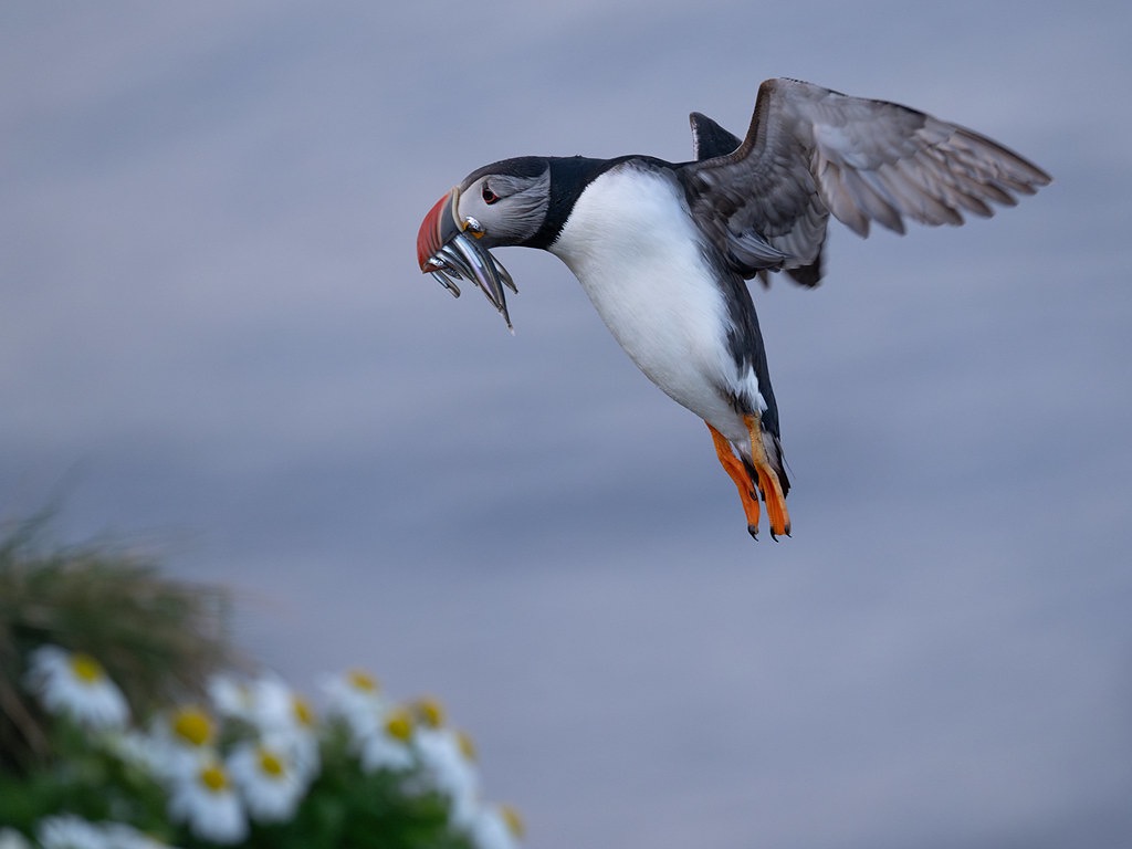 Atlantic Puffin