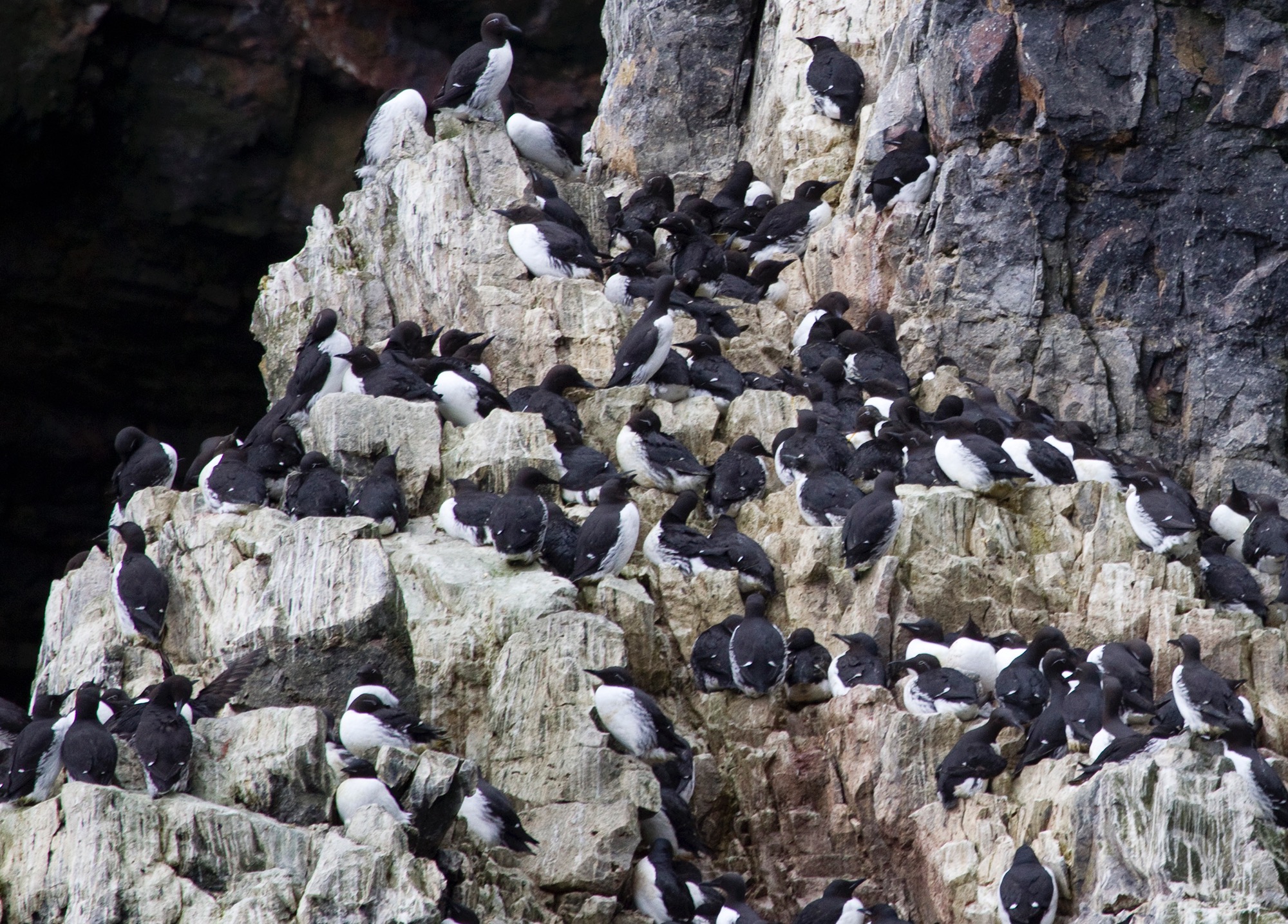 guillemot colony 