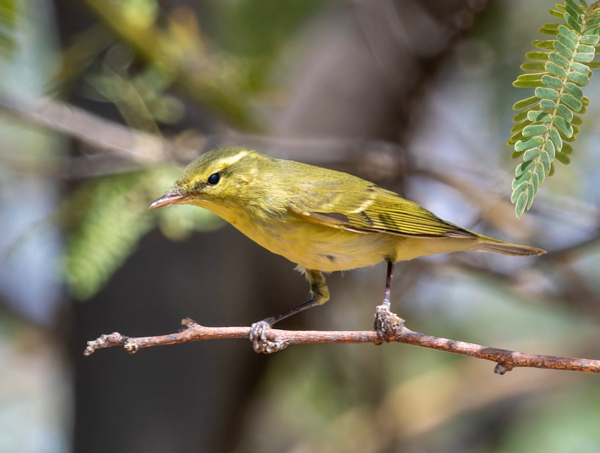 Green Warbler