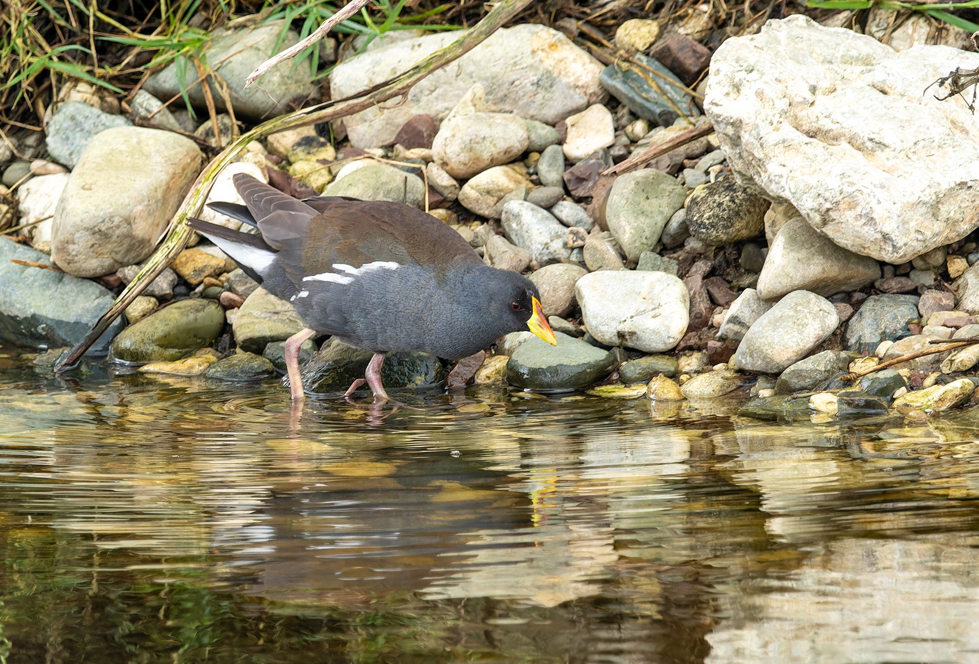 Lesser Moorhen