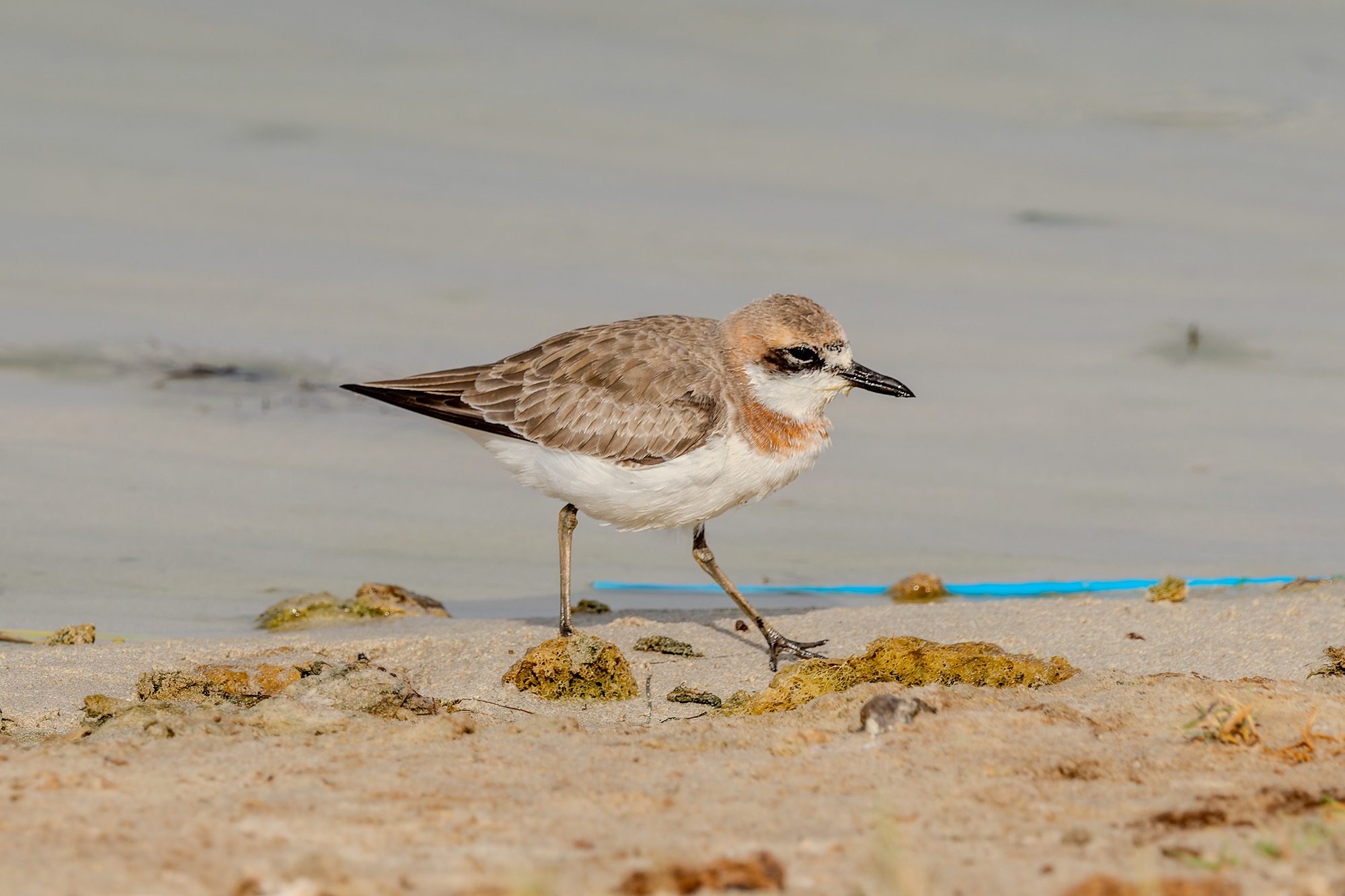 Greater Sandplover