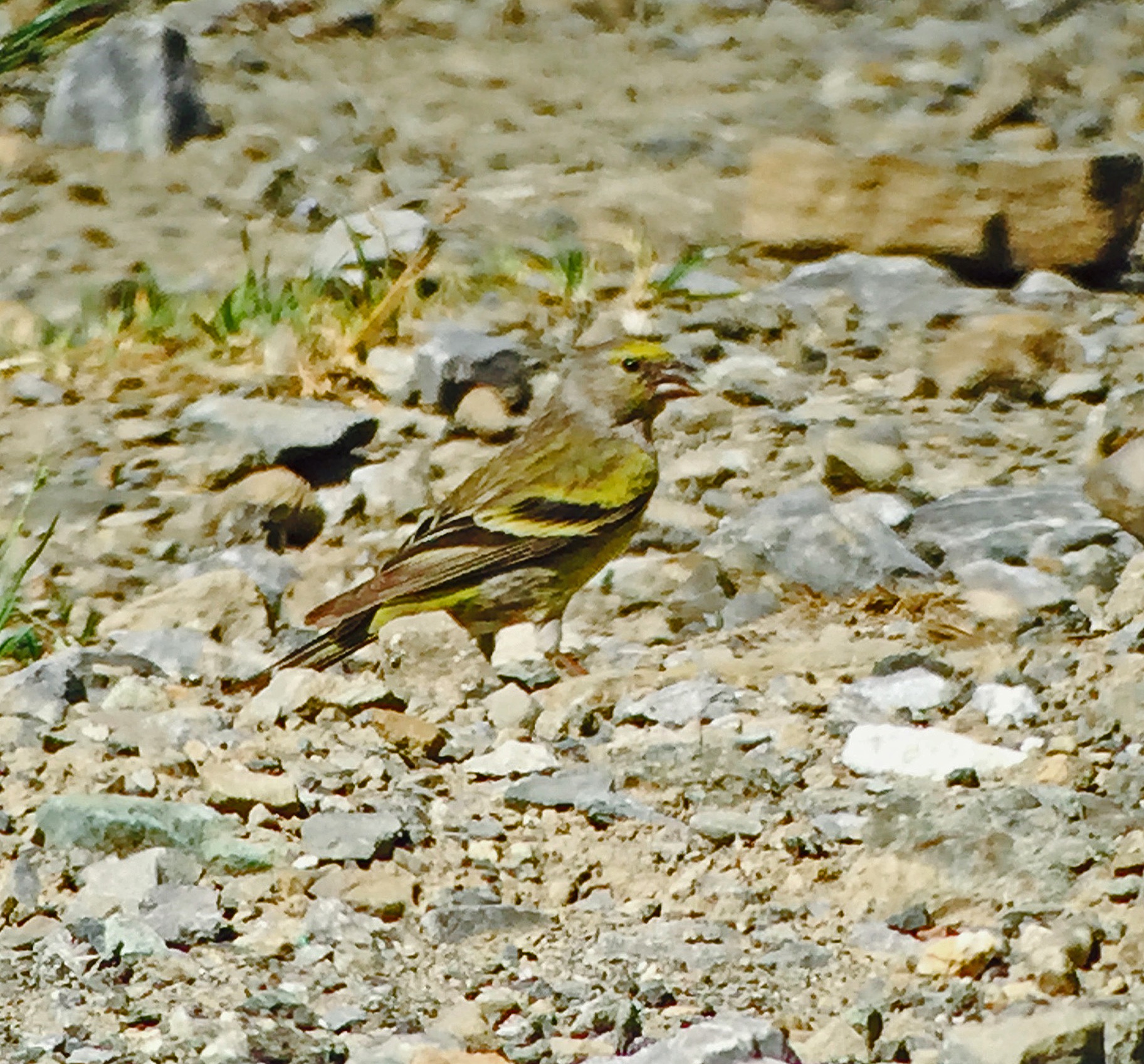 Citril Finch