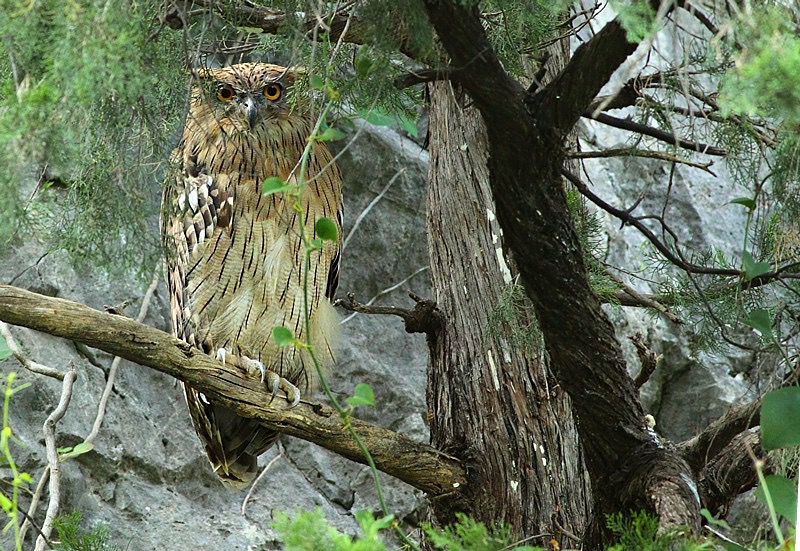 Brown Fish owl