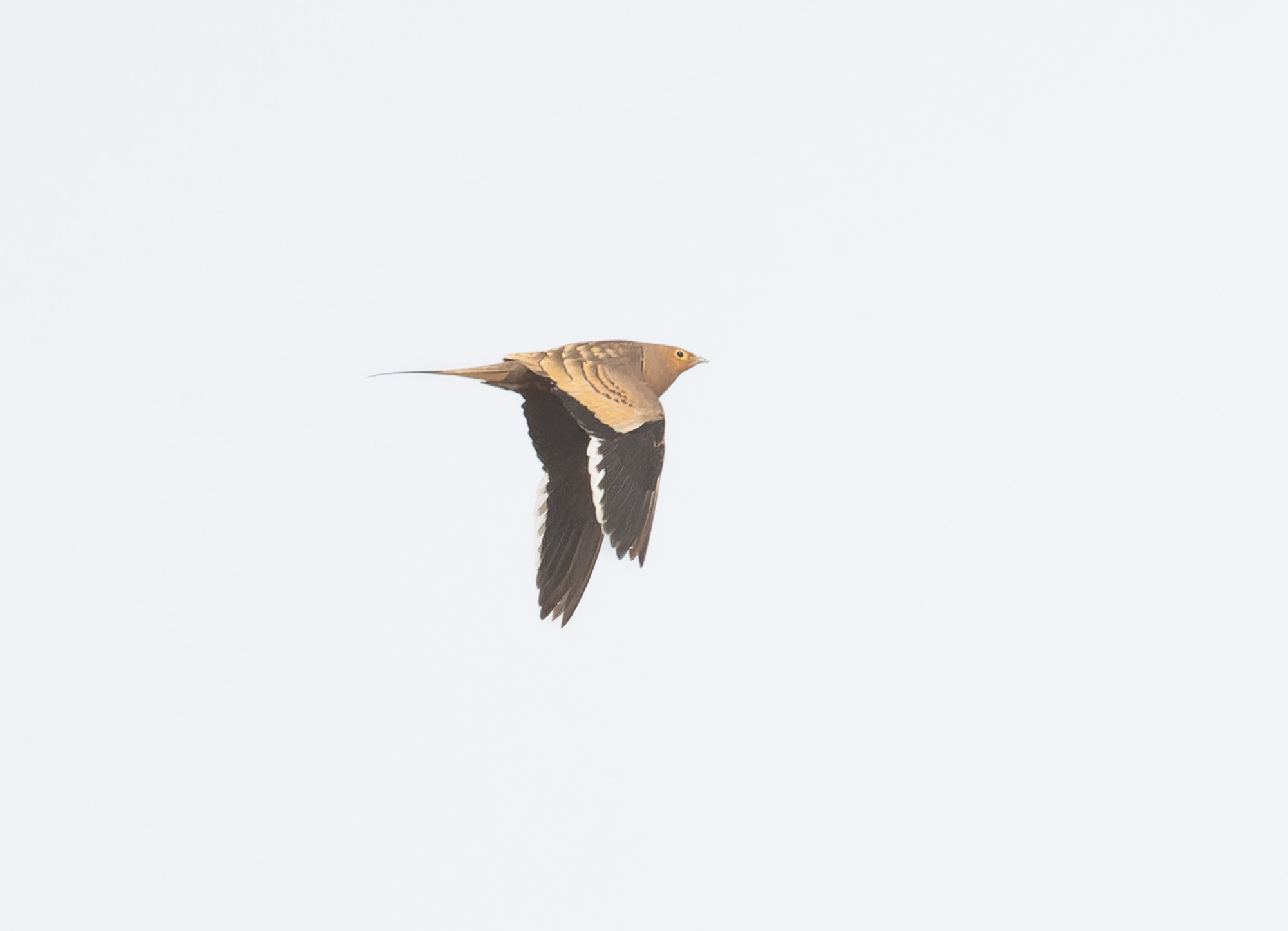 Chestnut-bellied Sandgrouse