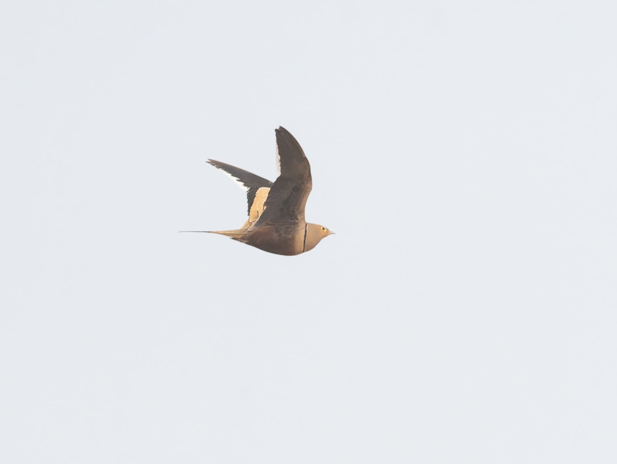Chestnut-bellied Sandgrouse