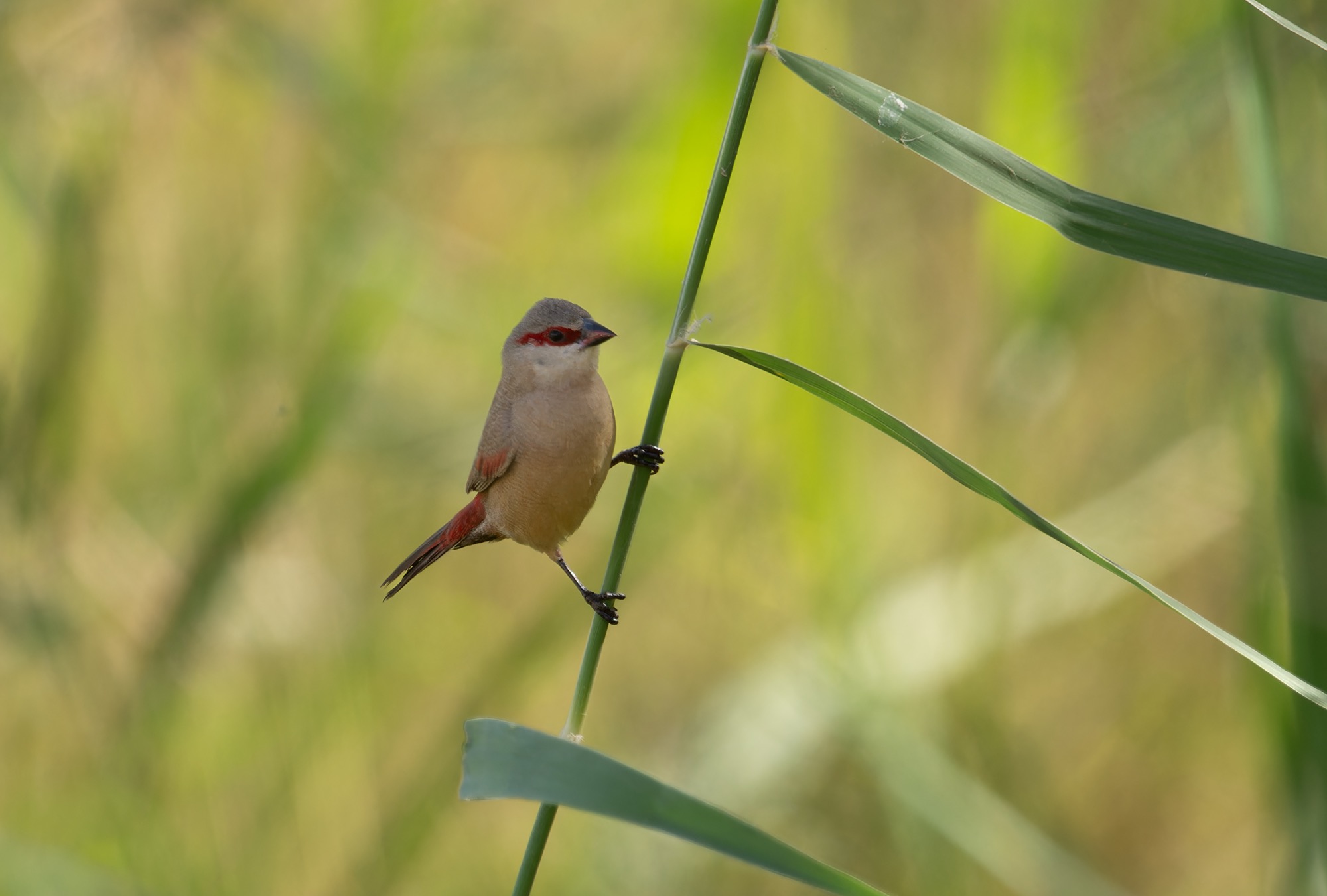 Crimson-rumped Waxbill