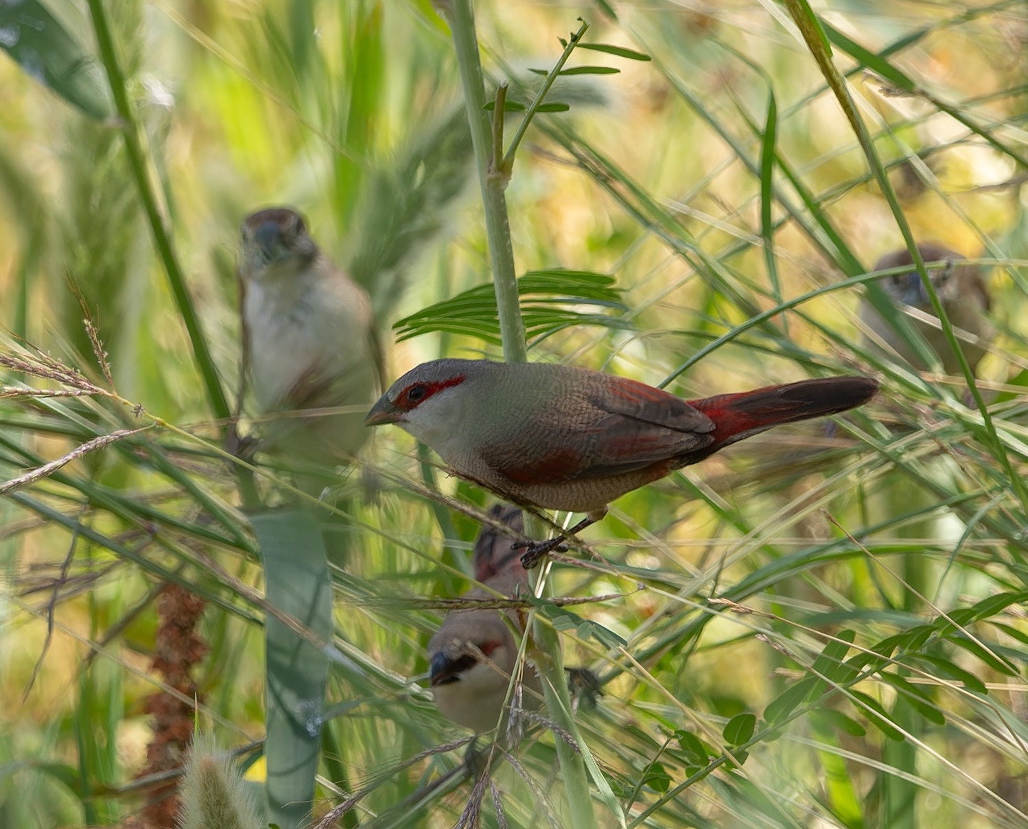 Crimson-rumped Waxbill