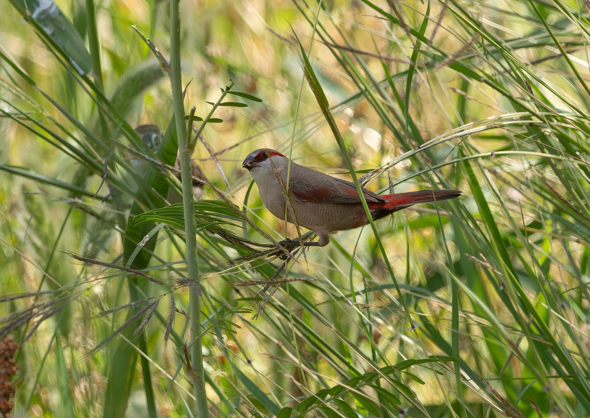 crimson-rumped waxbill