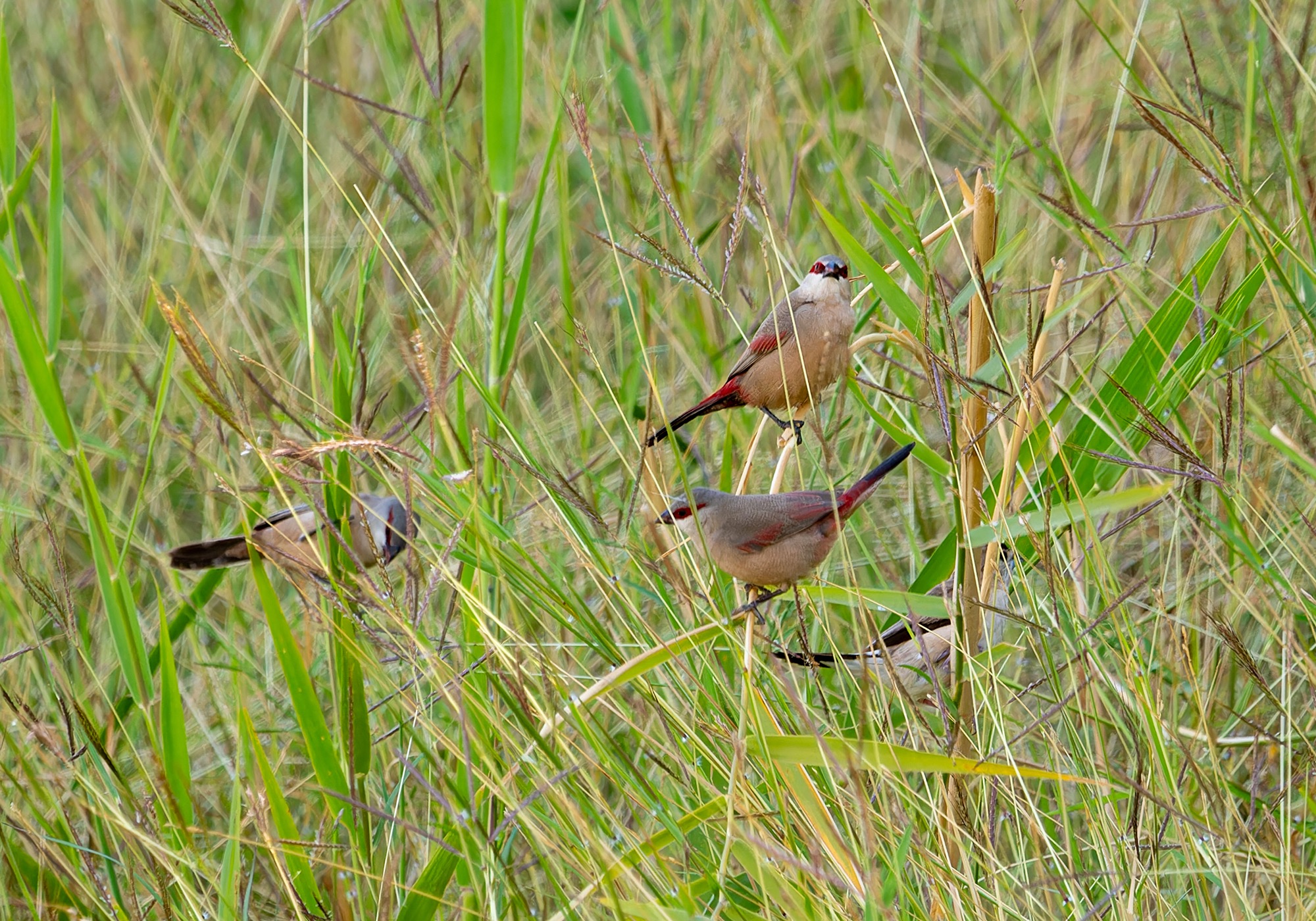 Crimson-rumped Waxbills