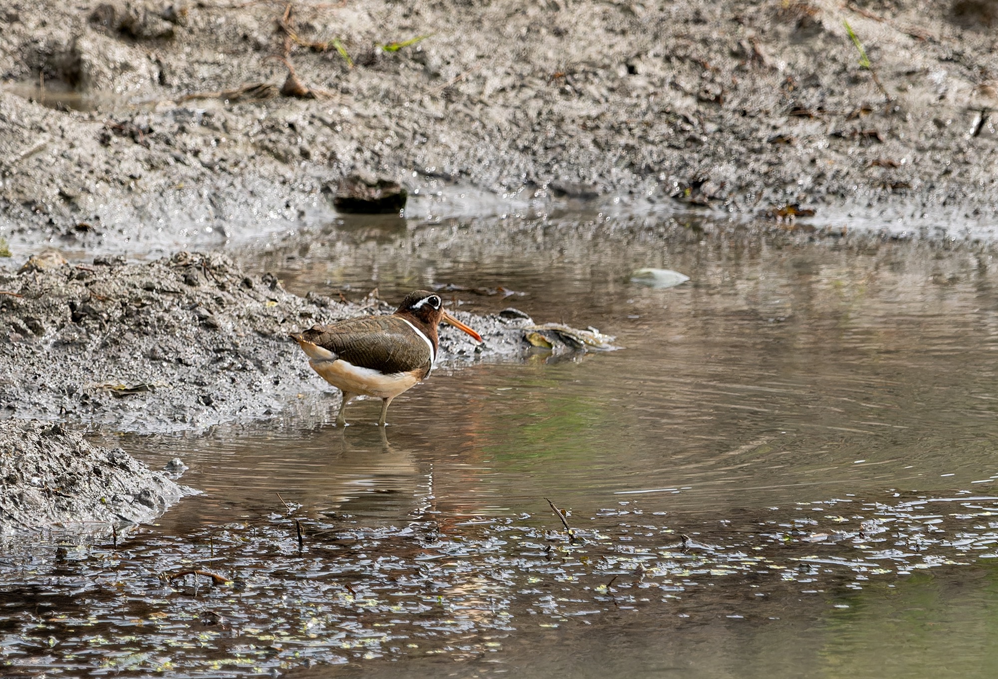 Greater Painted Snipe