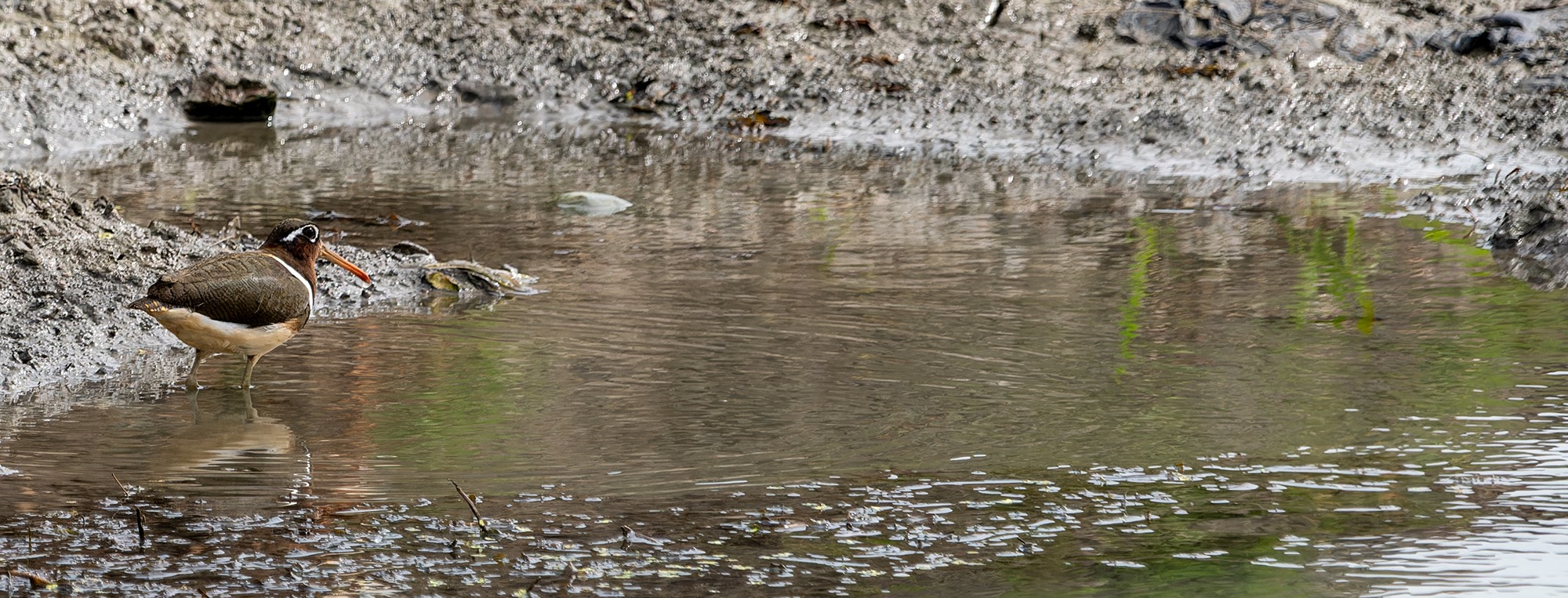 Greater Painted Snipe