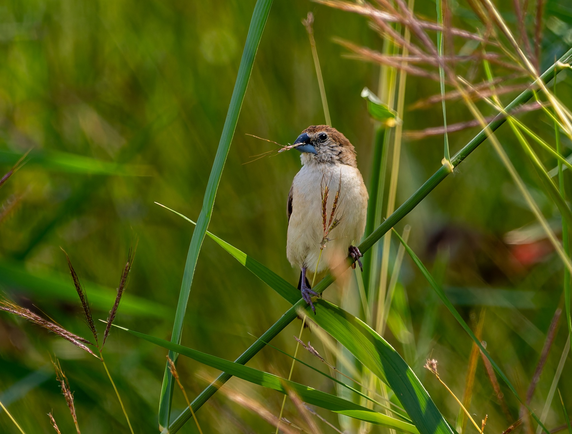 Indian Silverbill