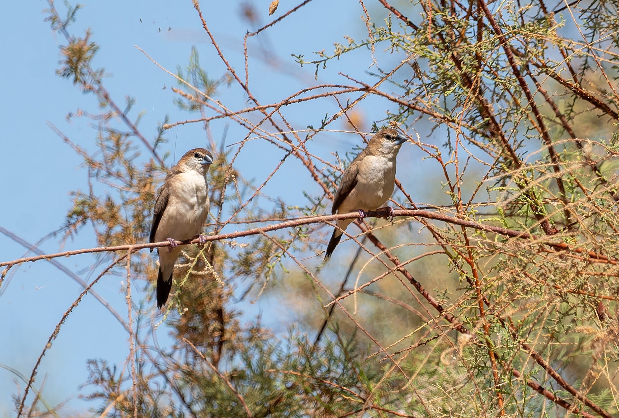Indian Silverbill