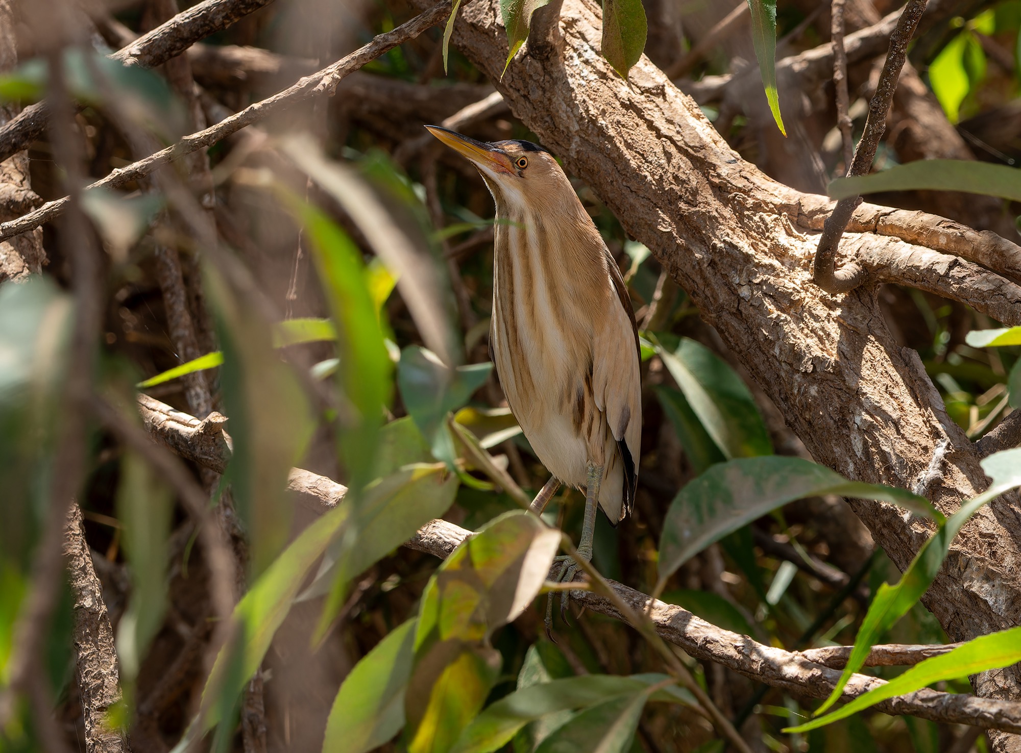 Little Bittern