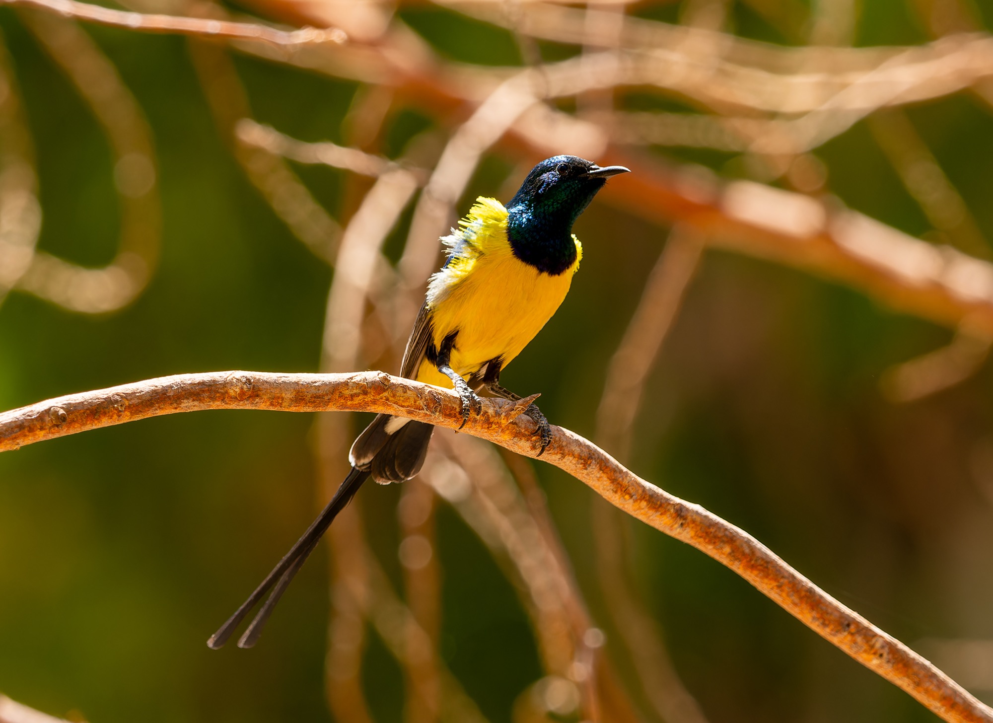 Nile Valley Sunbird
