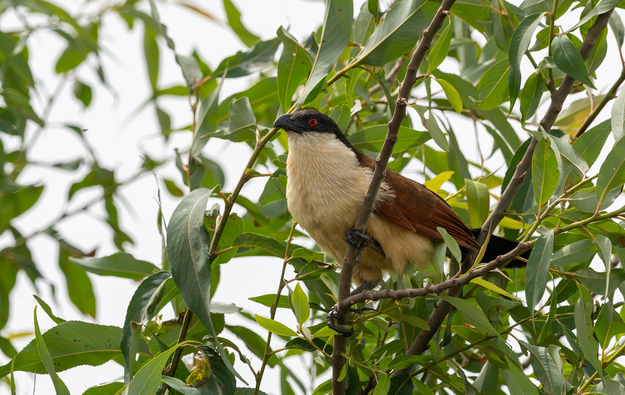 Senegal Coucal