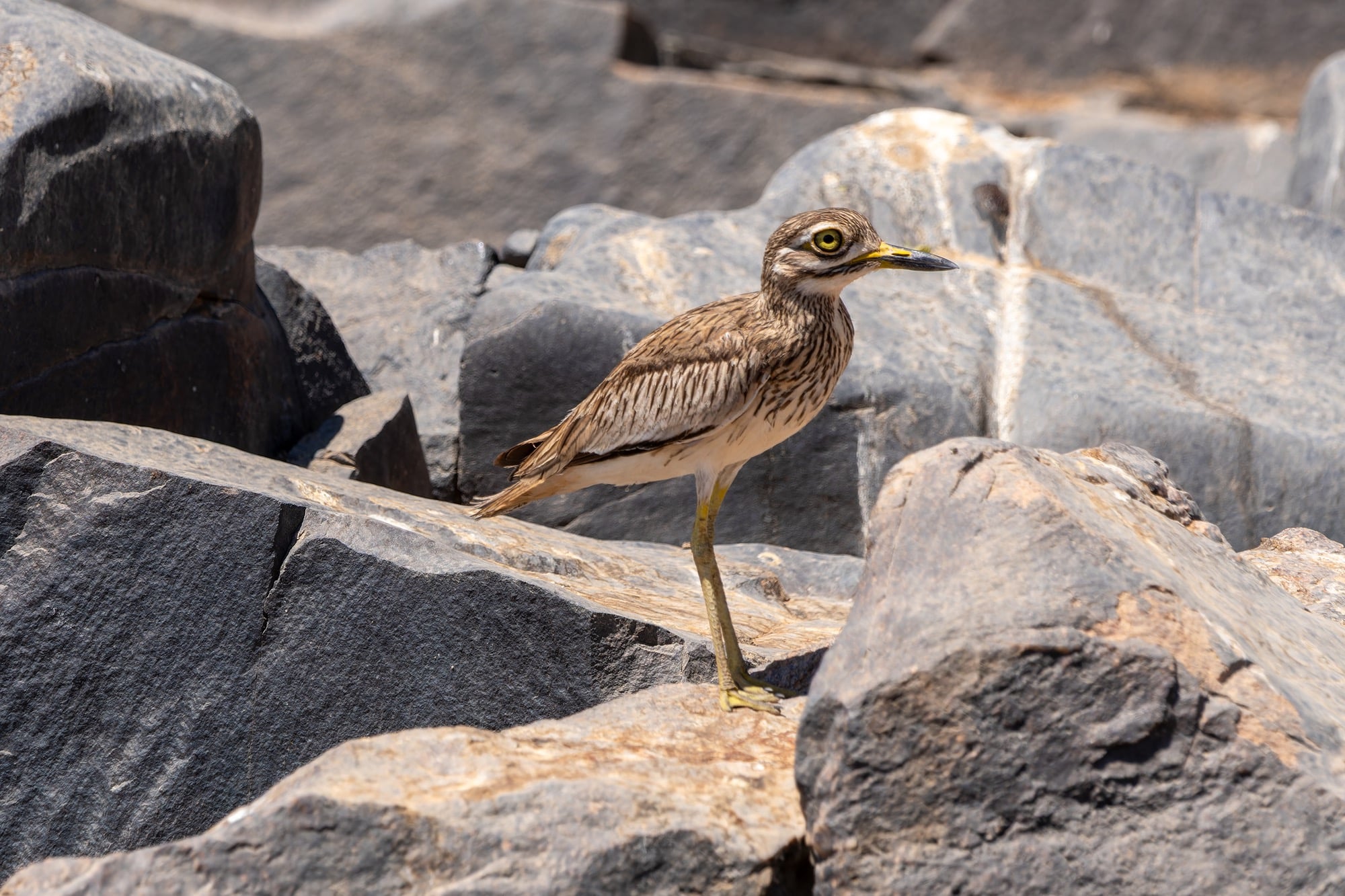 Senegal Thick-knee