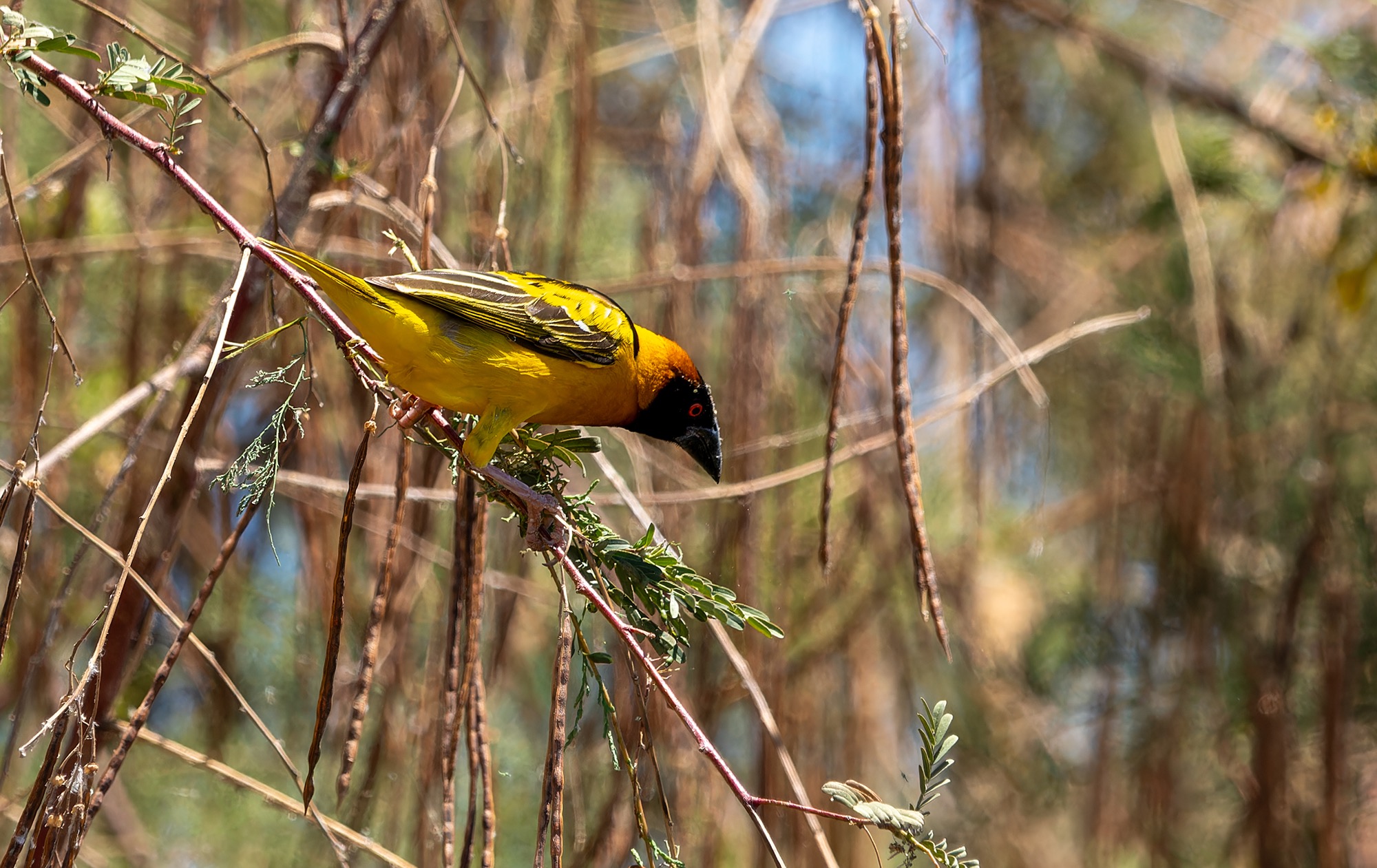 Village Weaver