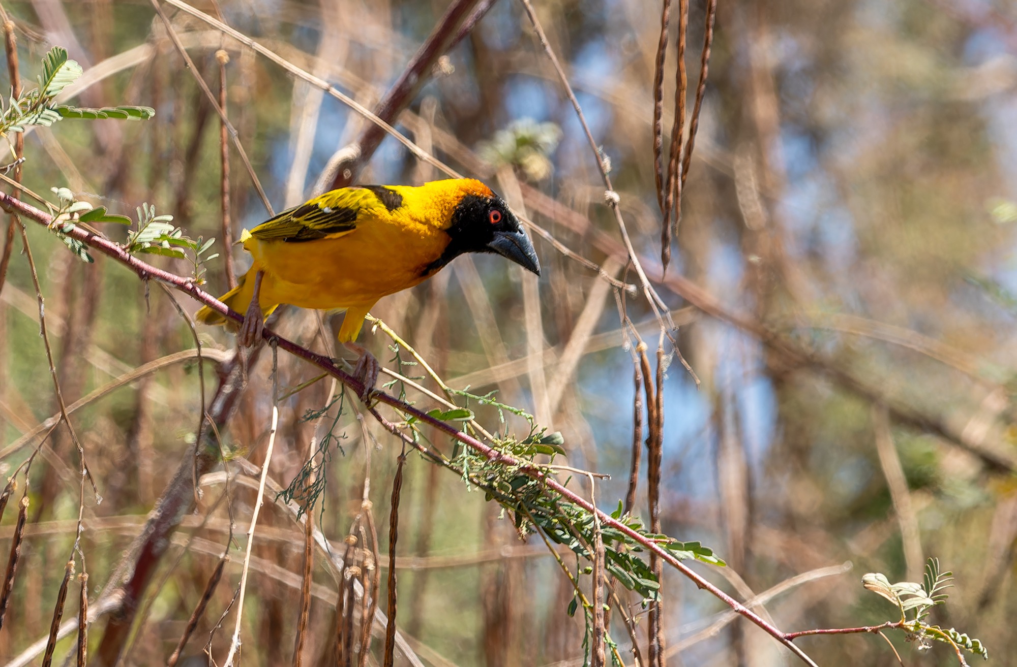 Village Weaver