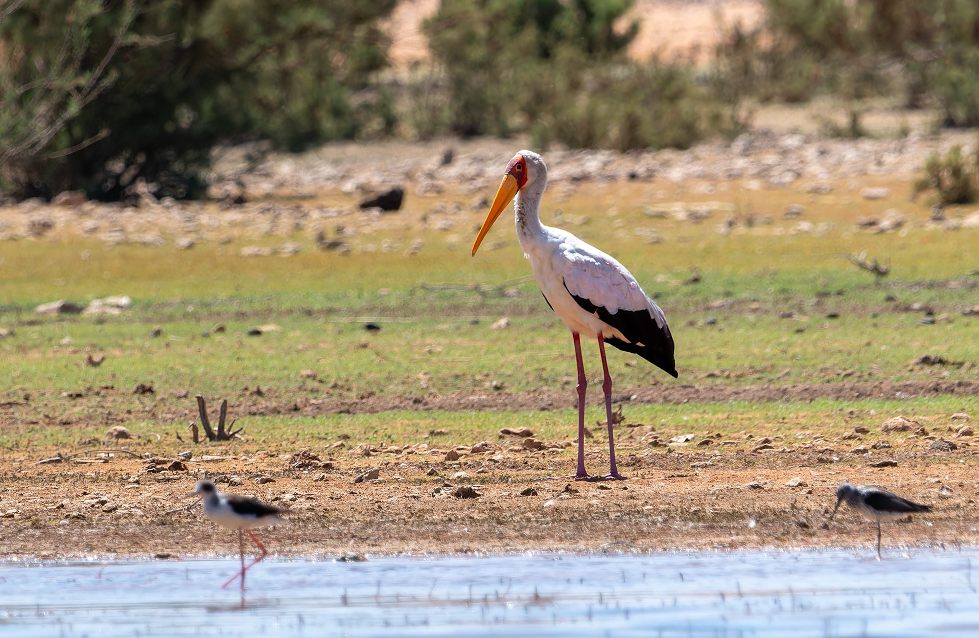 Yellow-billed Stork