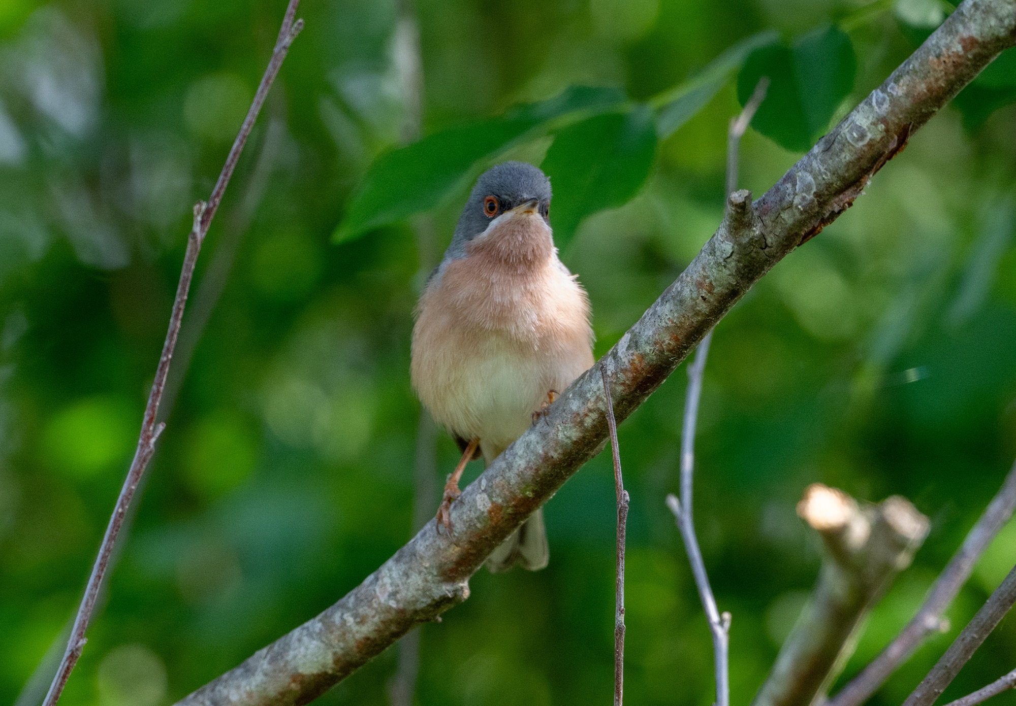 Moltoni's Warbler