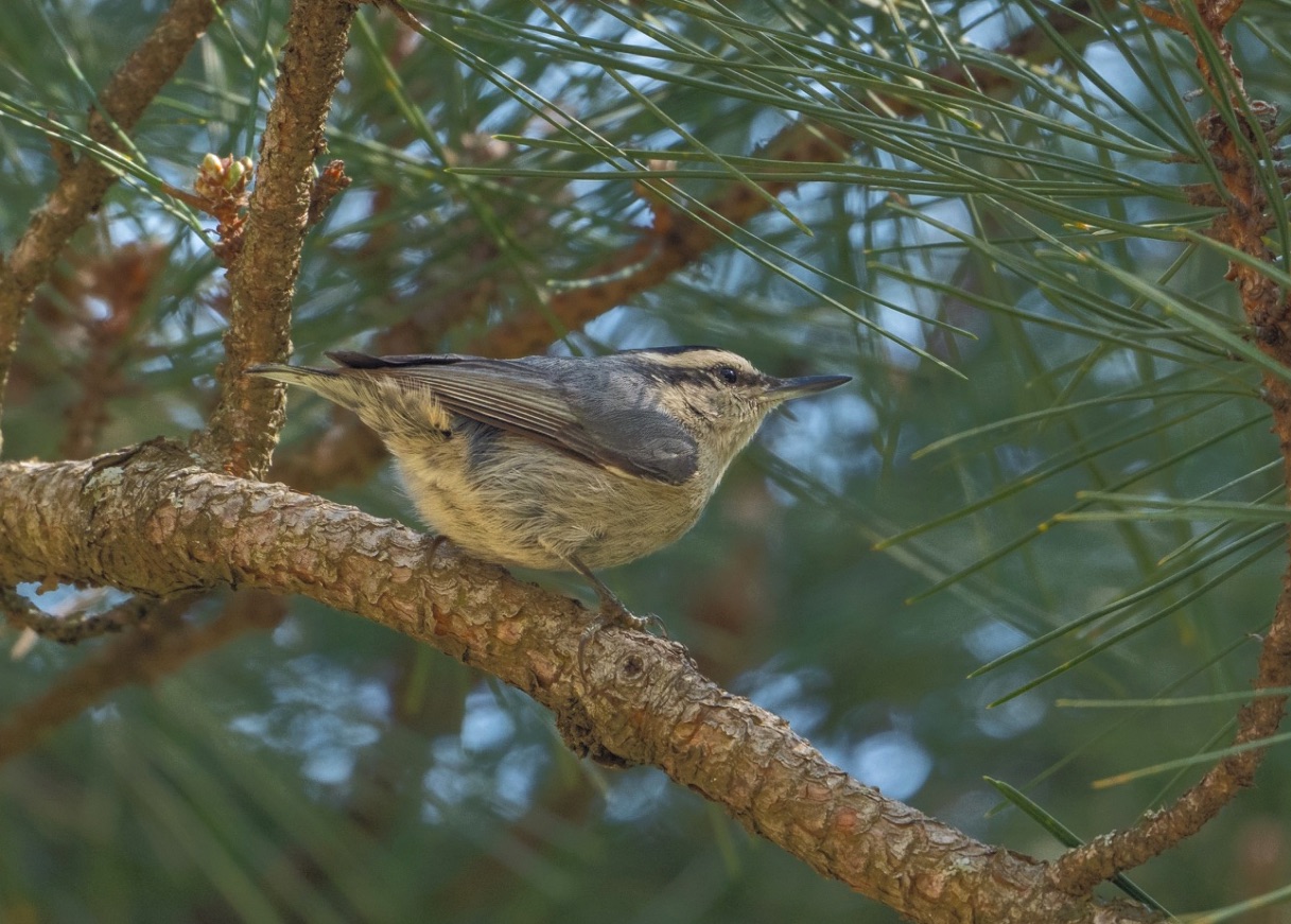 Corsican Nuthatch