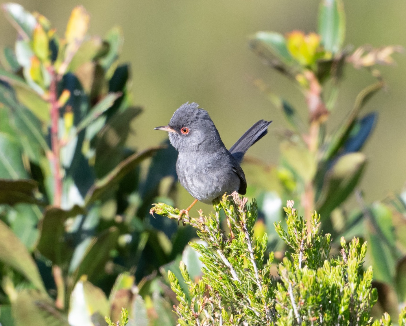 Marmora's Warbler