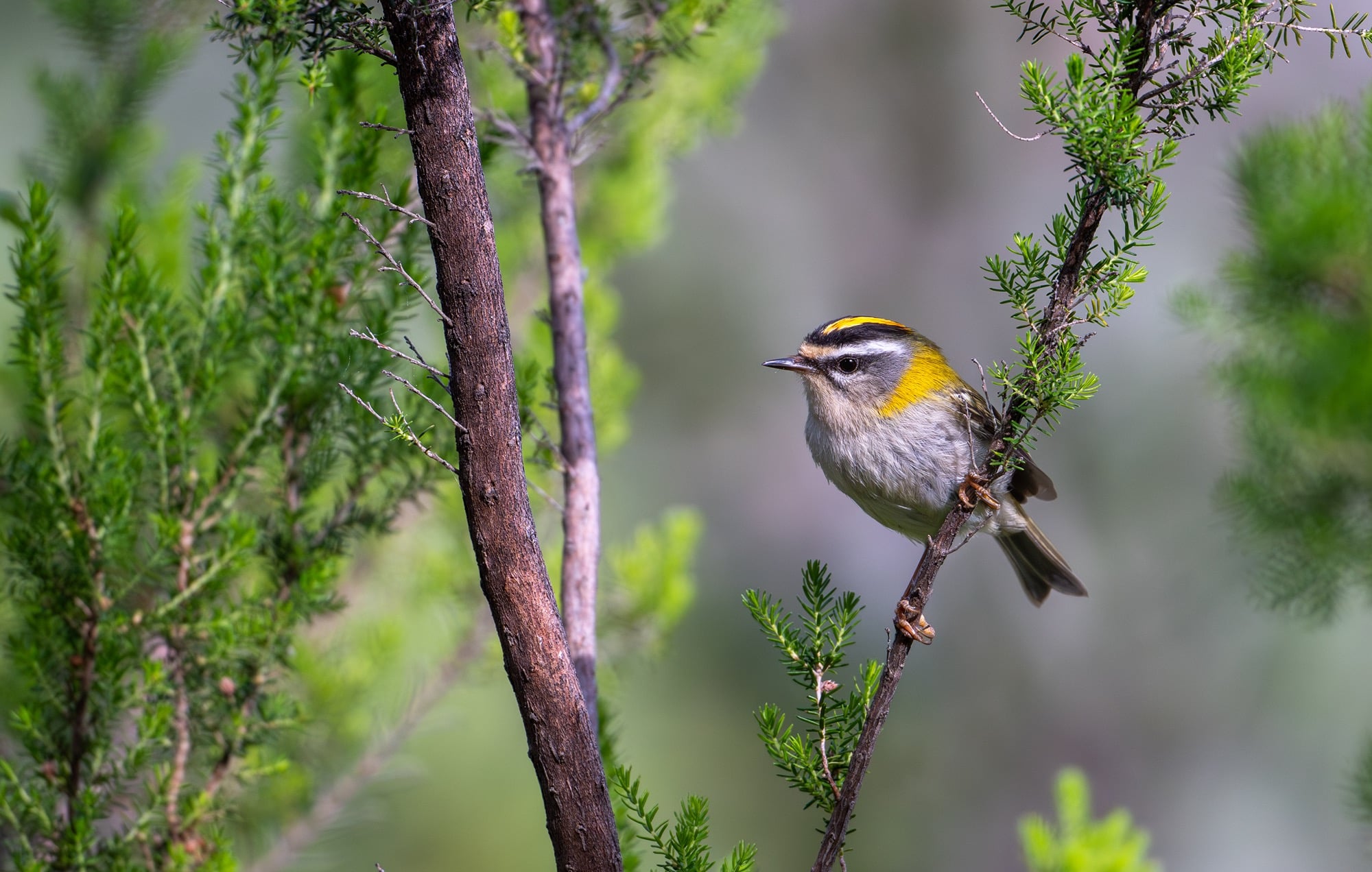 Firecrest