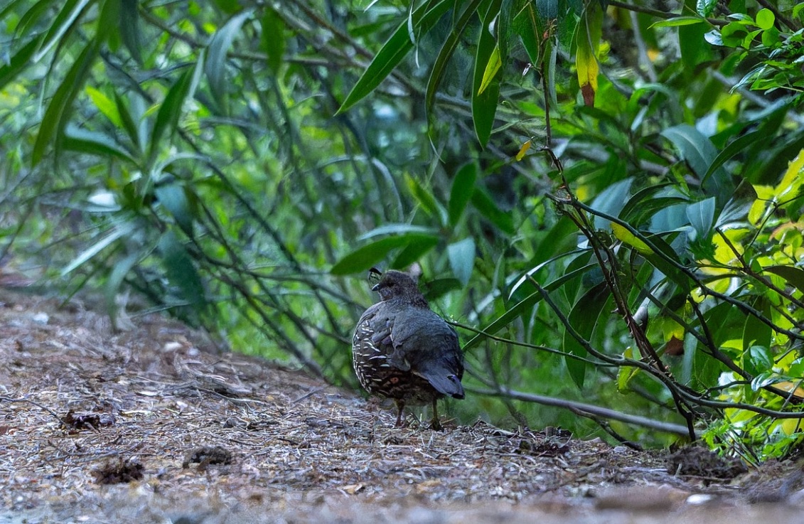 California Quail from Corsica