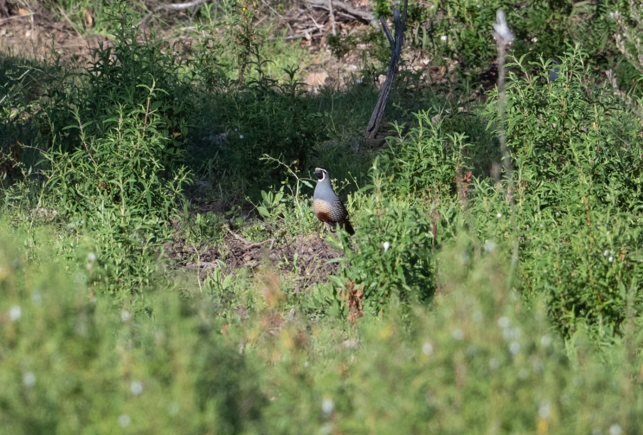 California Quail in Corsica